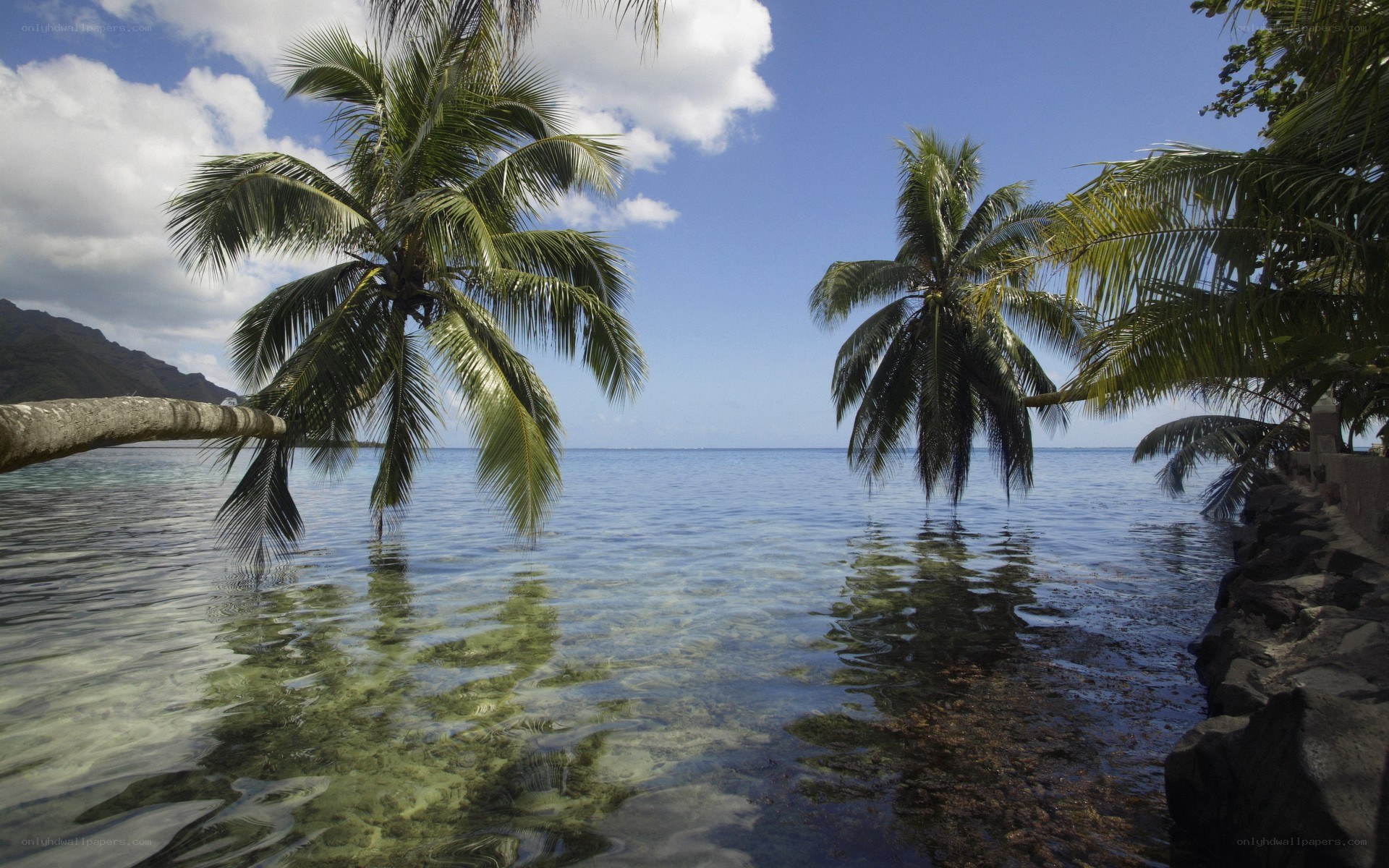 tropical beach with palm trees