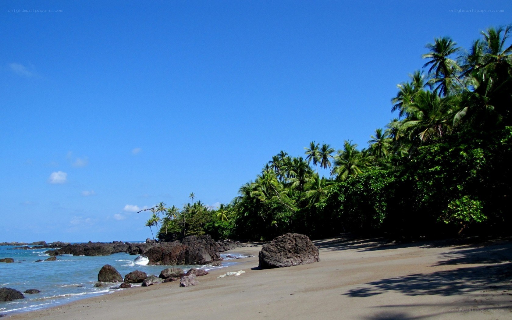 tropical beach with palm trees