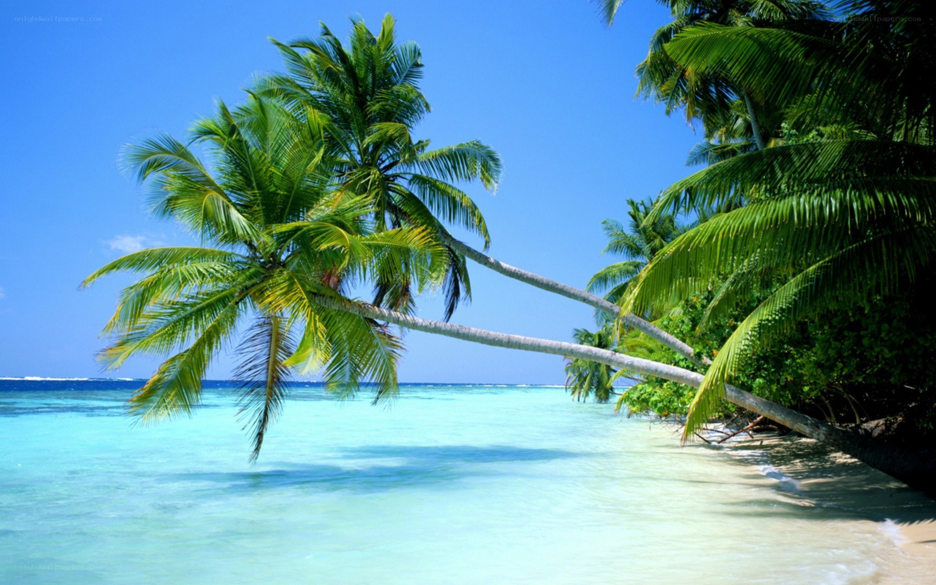 tropical beach with palm trees