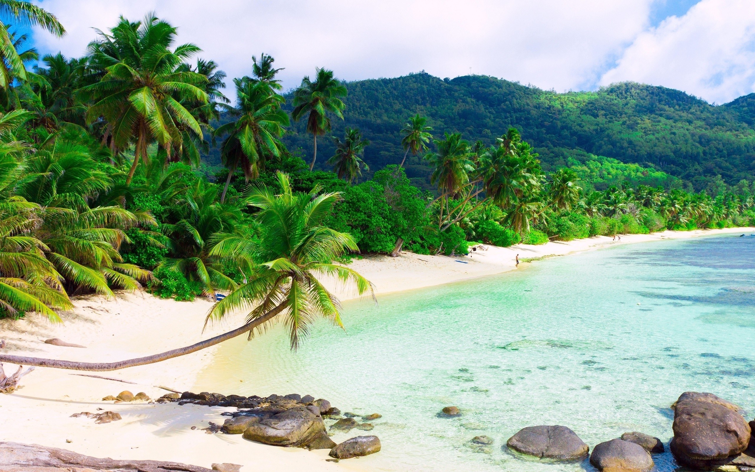 tropical beach with palm trees