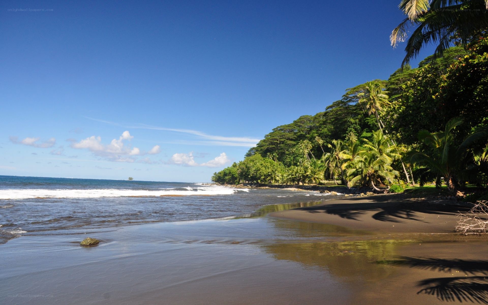 tropical beach with palm trees