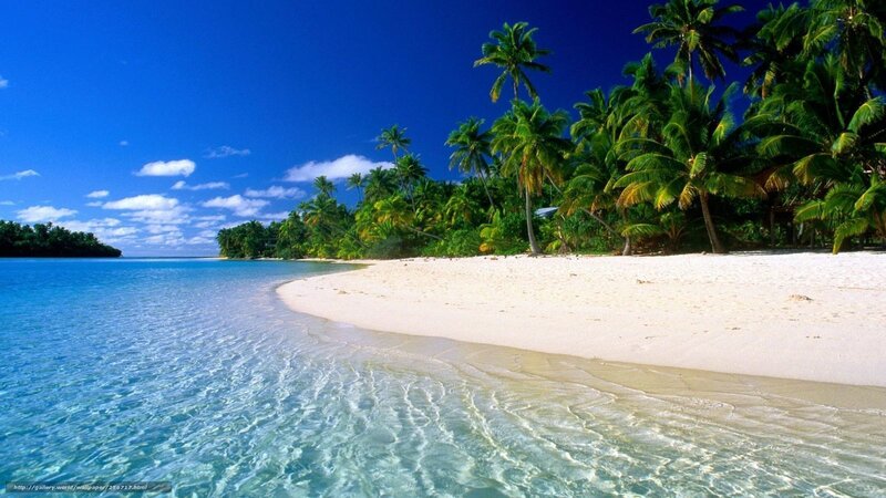 tropical beach with palm trees