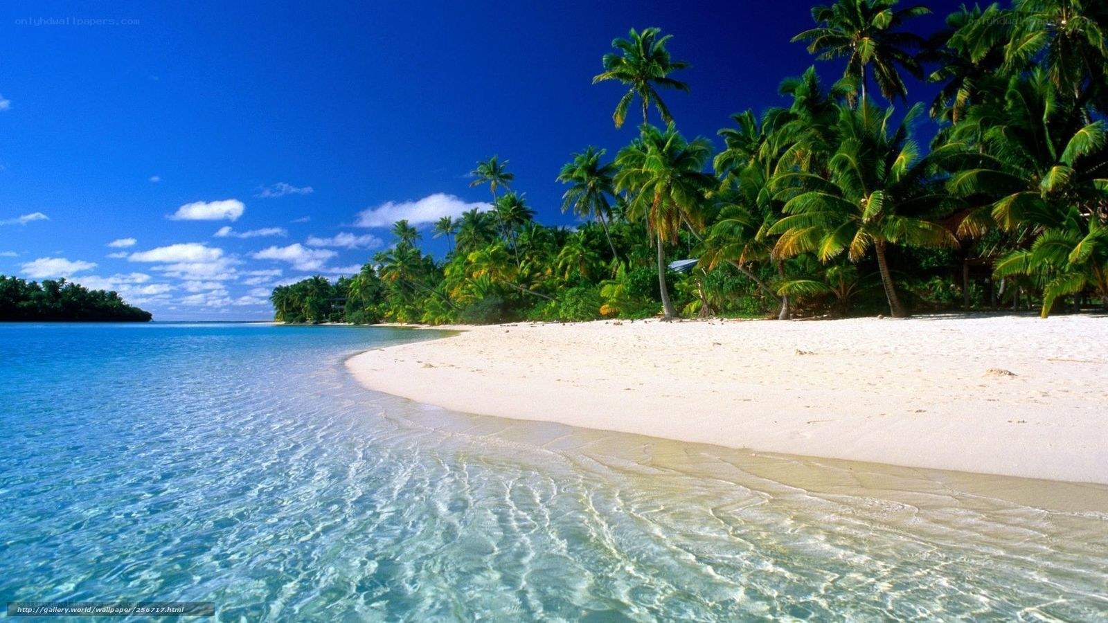 tropical beach with palm trees