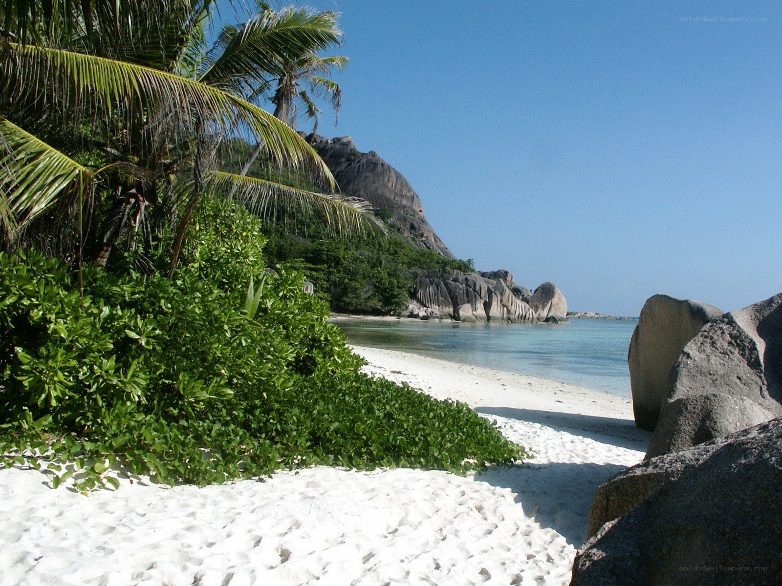 tropical beach with palm trees