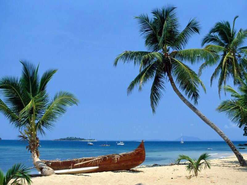 tropical beach with palm trees