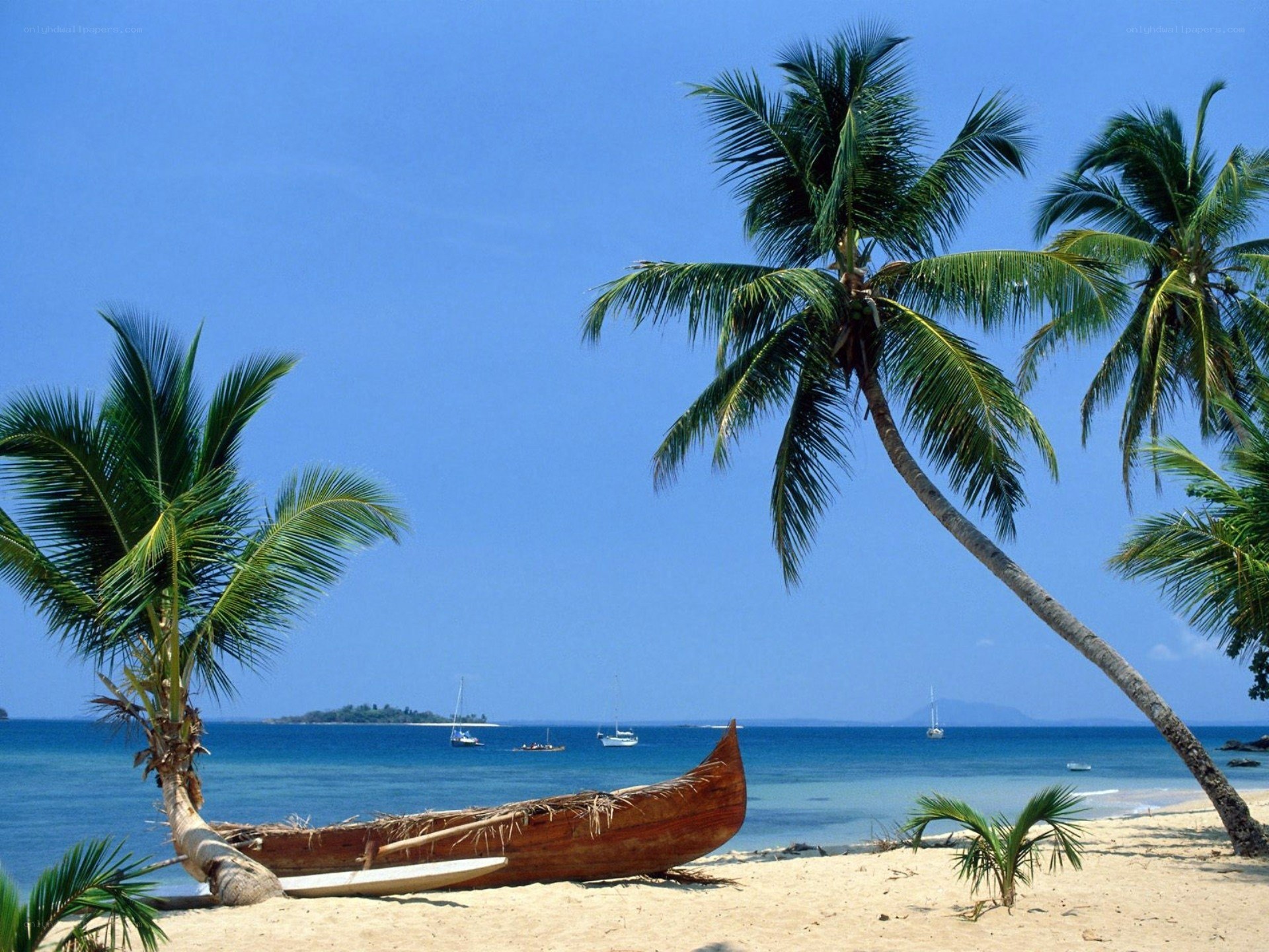 tropical beach with palm trees