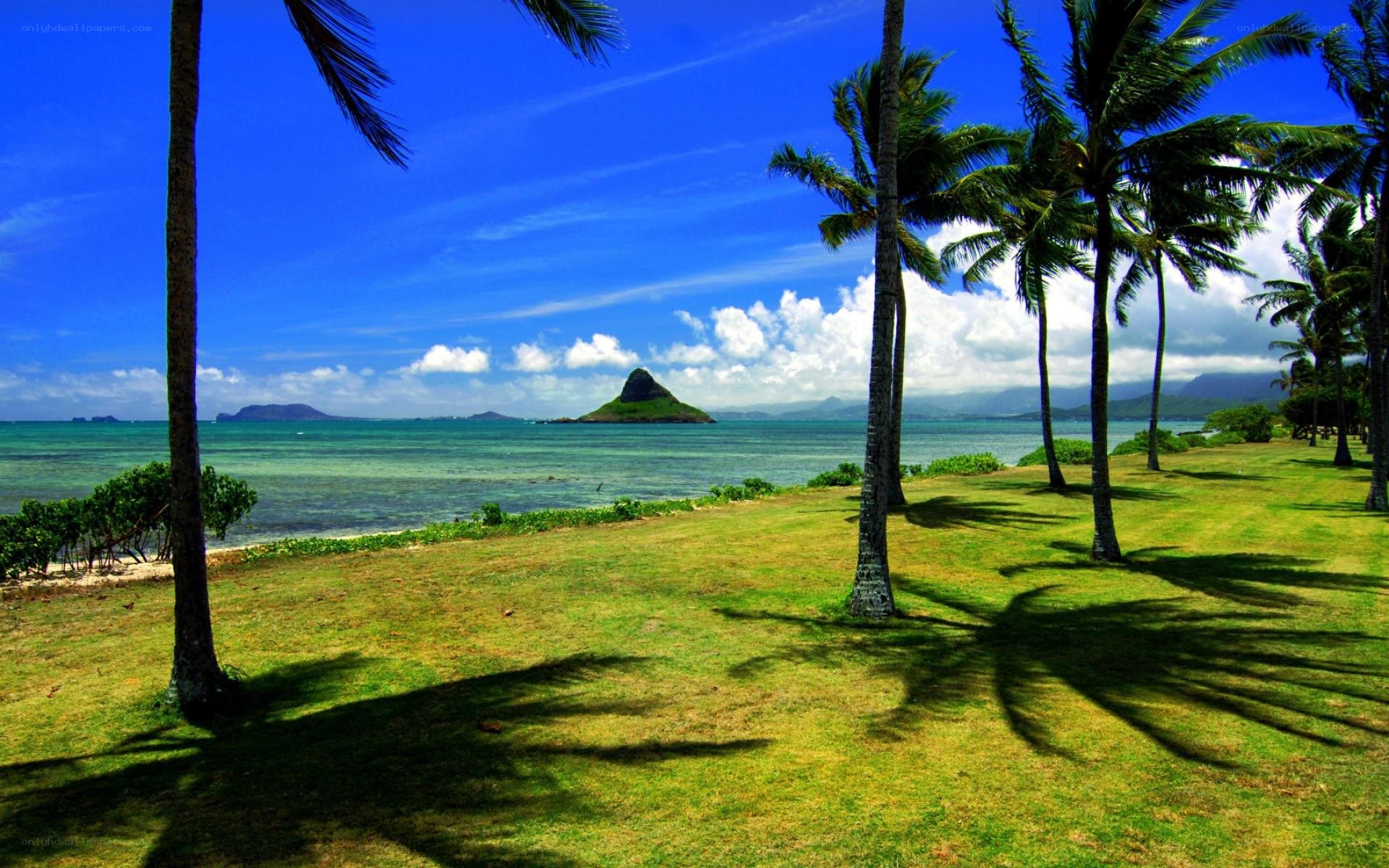 tropical beach with palm trees