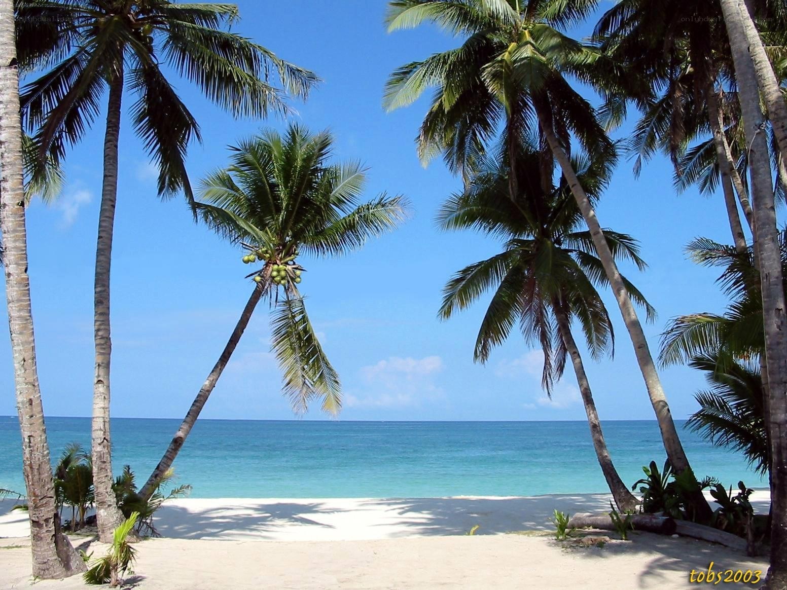 tropical beach with palm trees