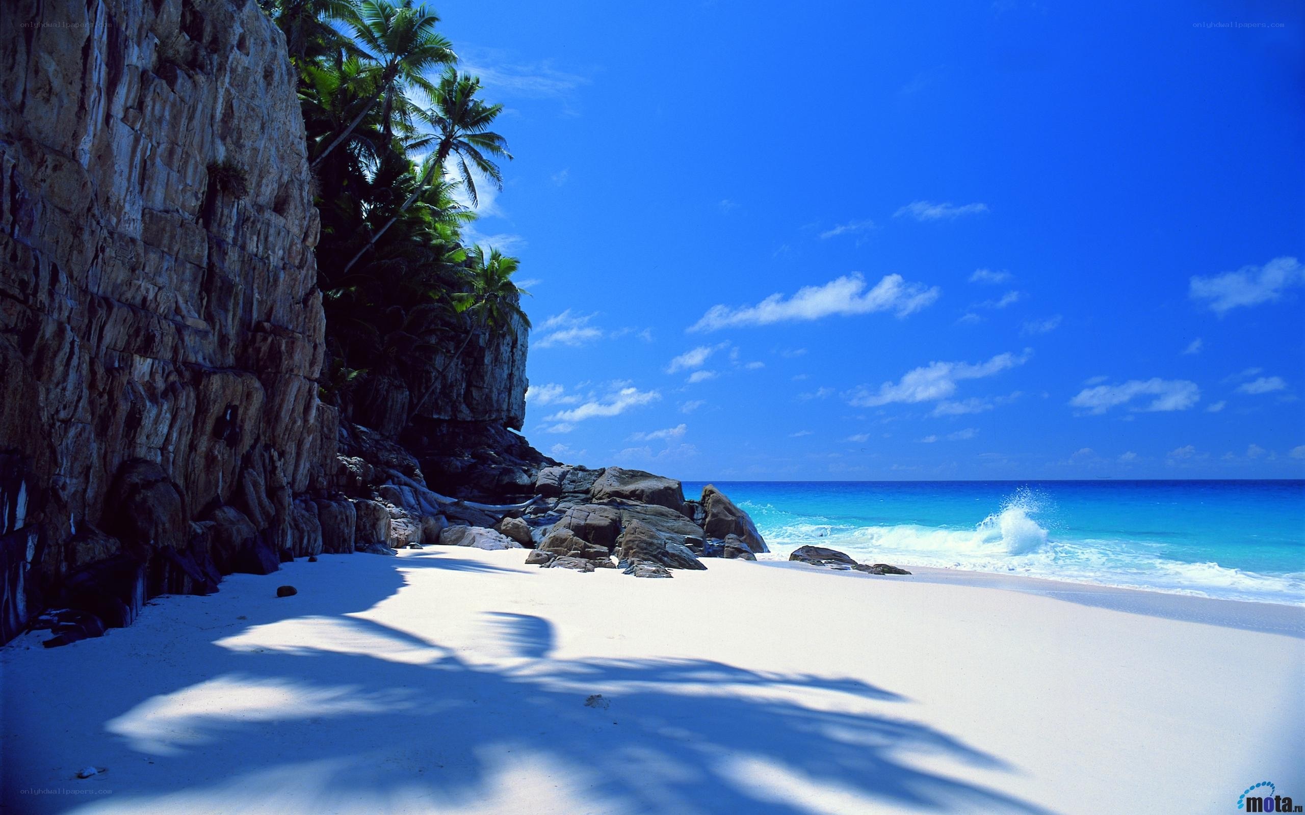 tropical beach with palm trees