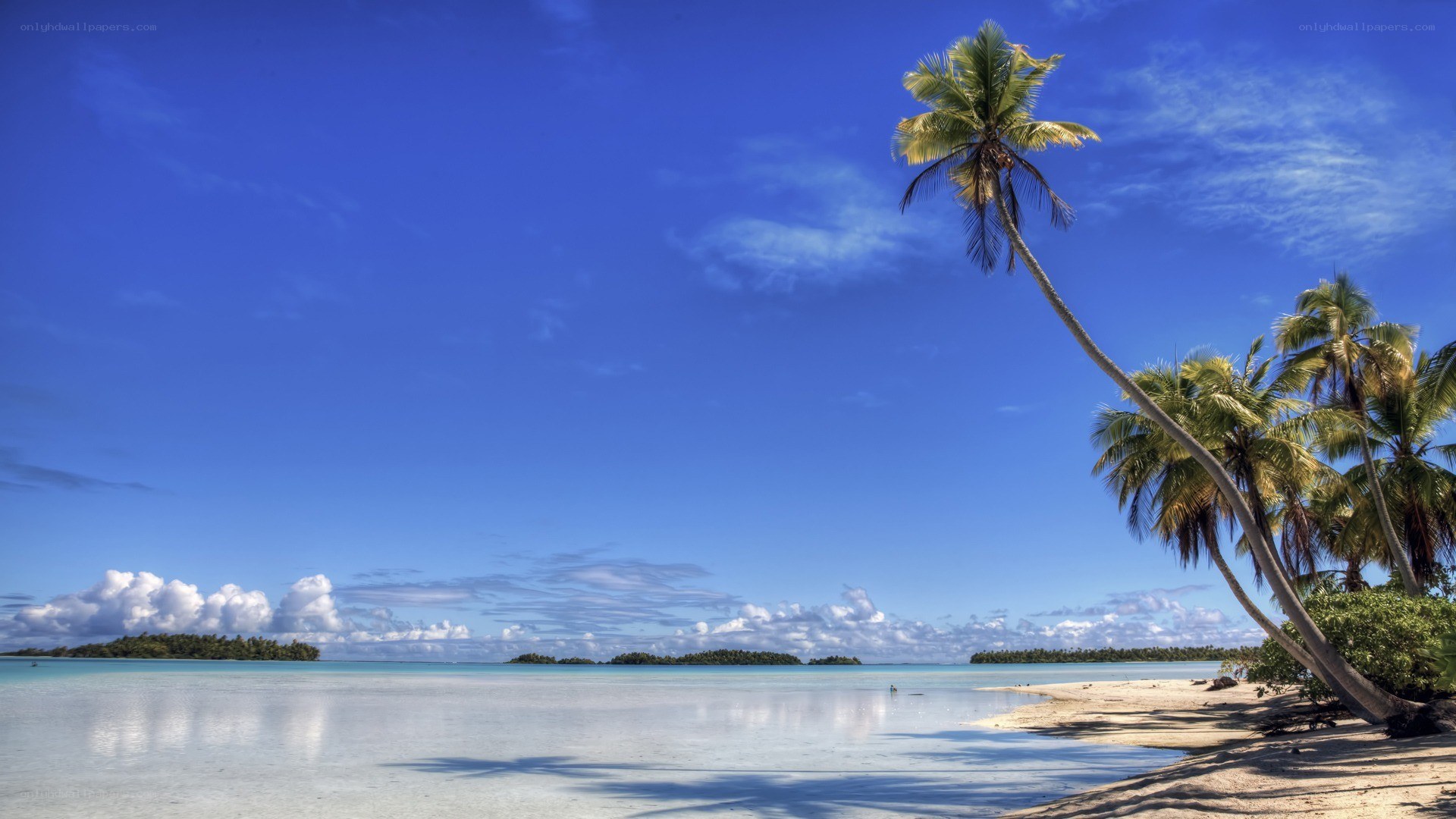Tropical beach with palm trees