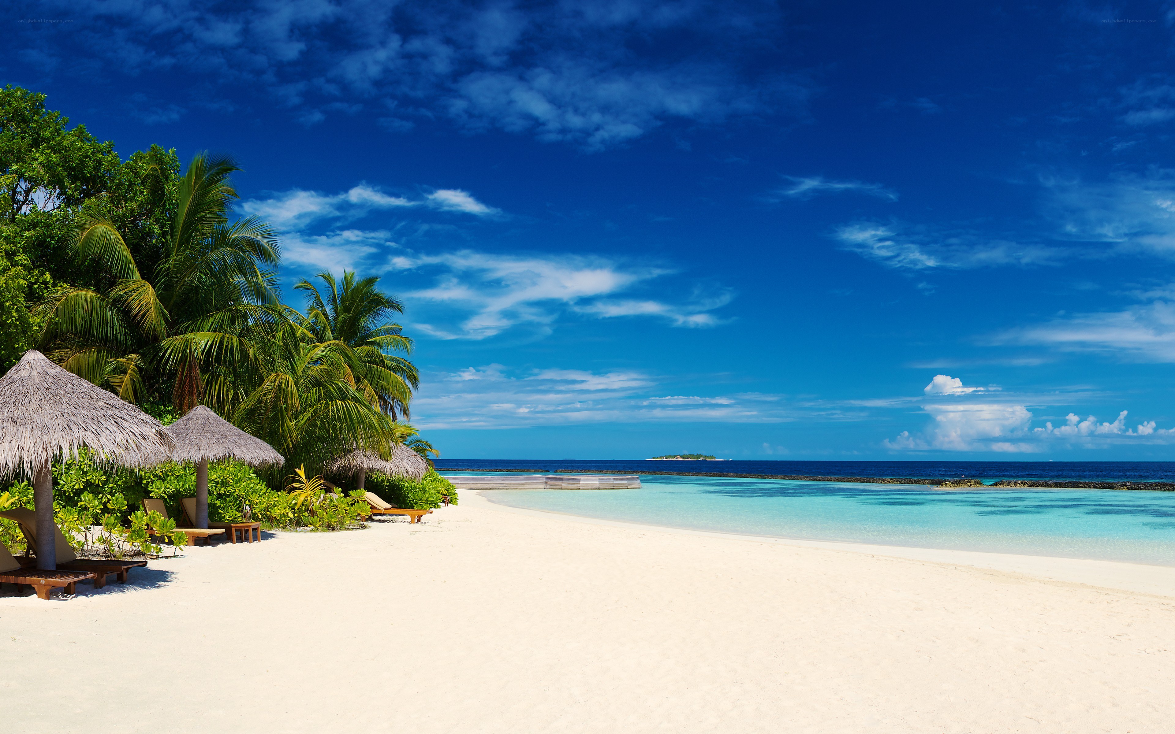 tropical beach with palm trees