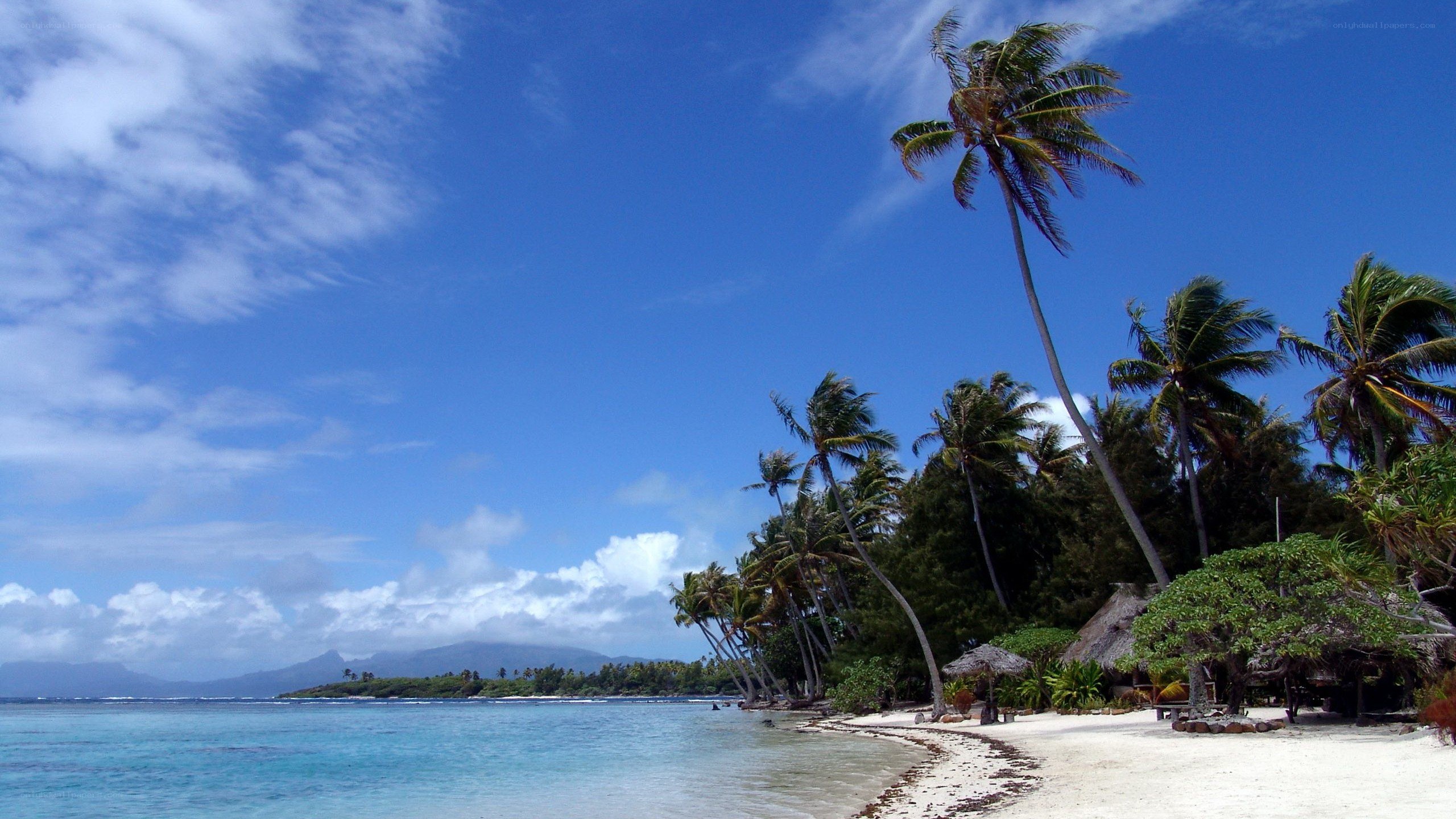 tropical beach with palm trees