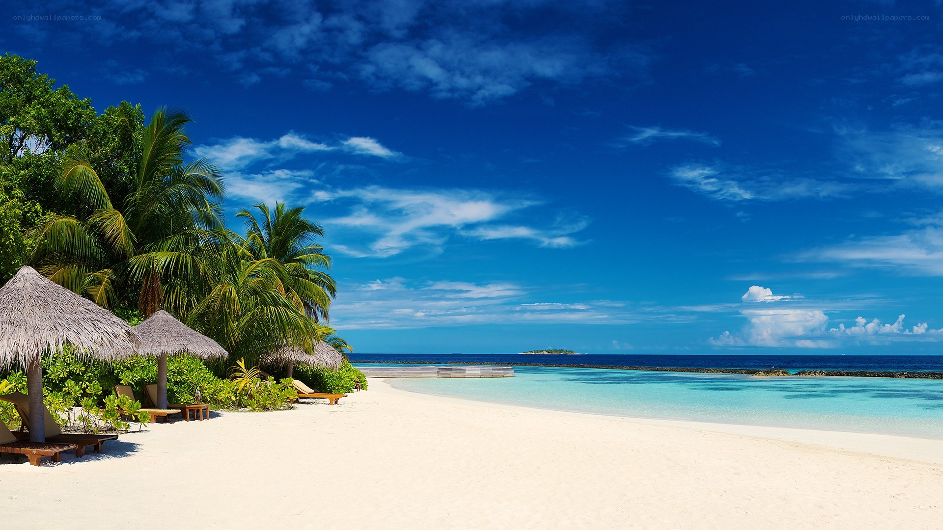 tropical beach with palm trees