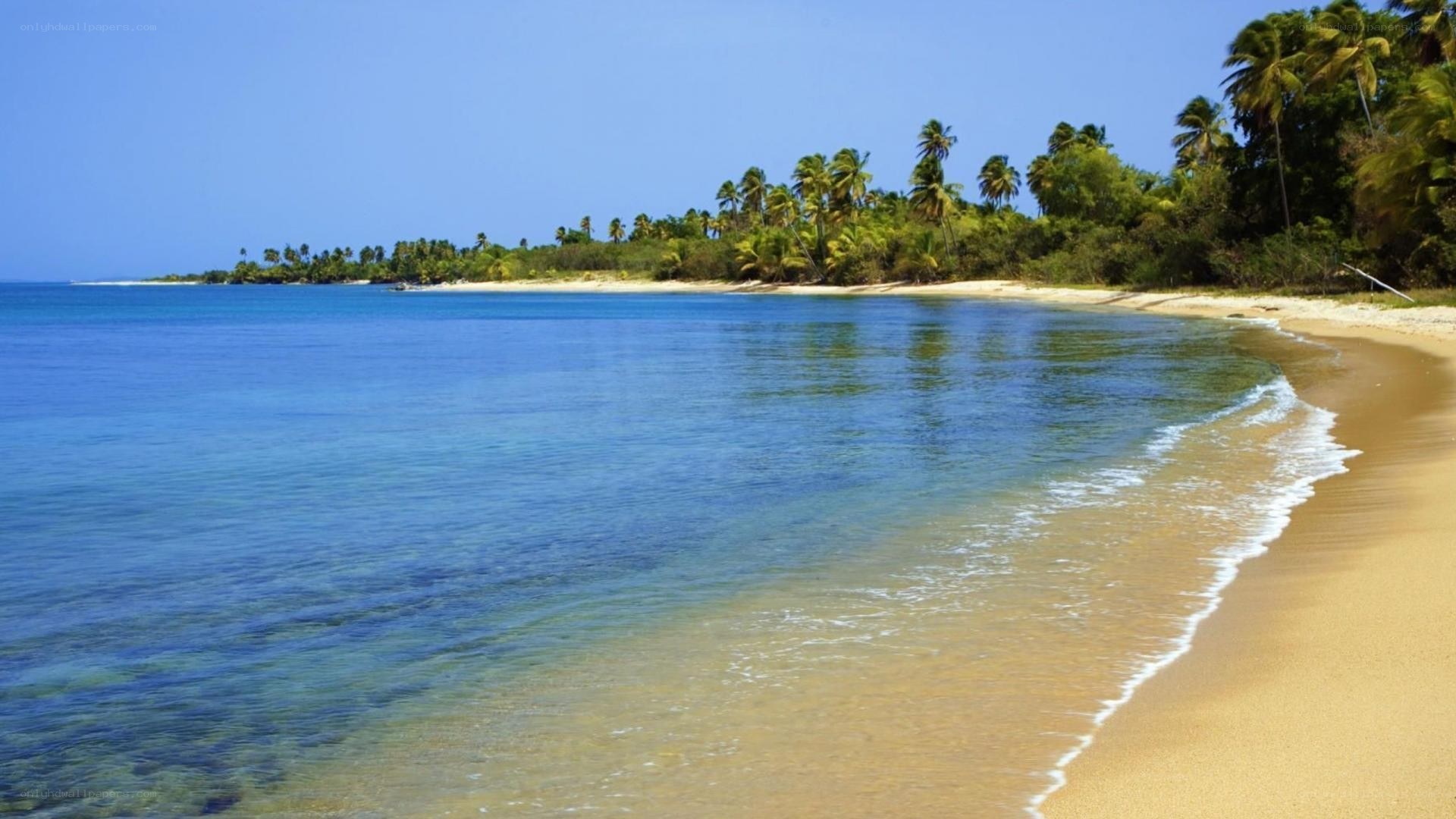 tropical beach with palm trees