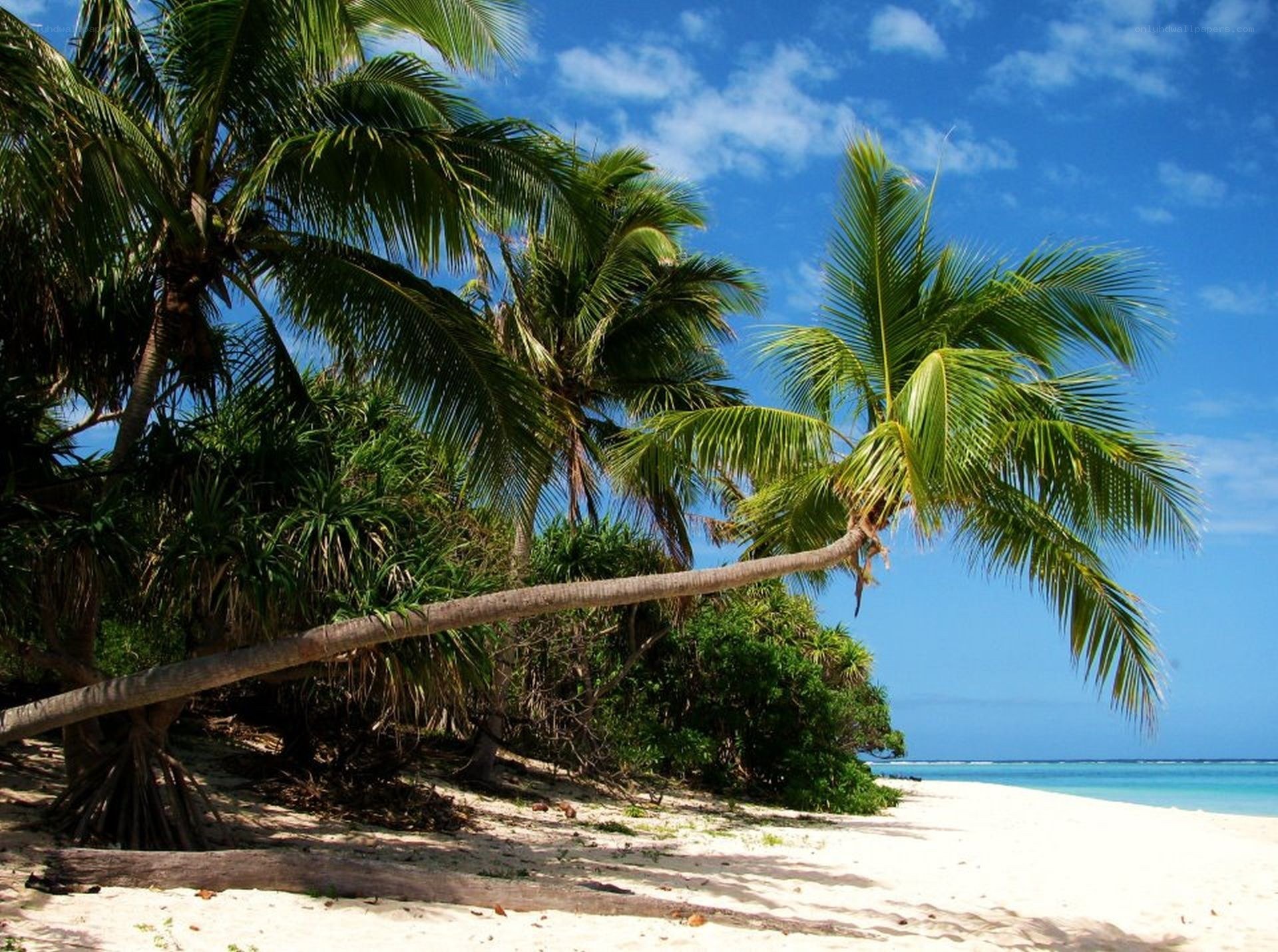 tropical beach with palm trees
