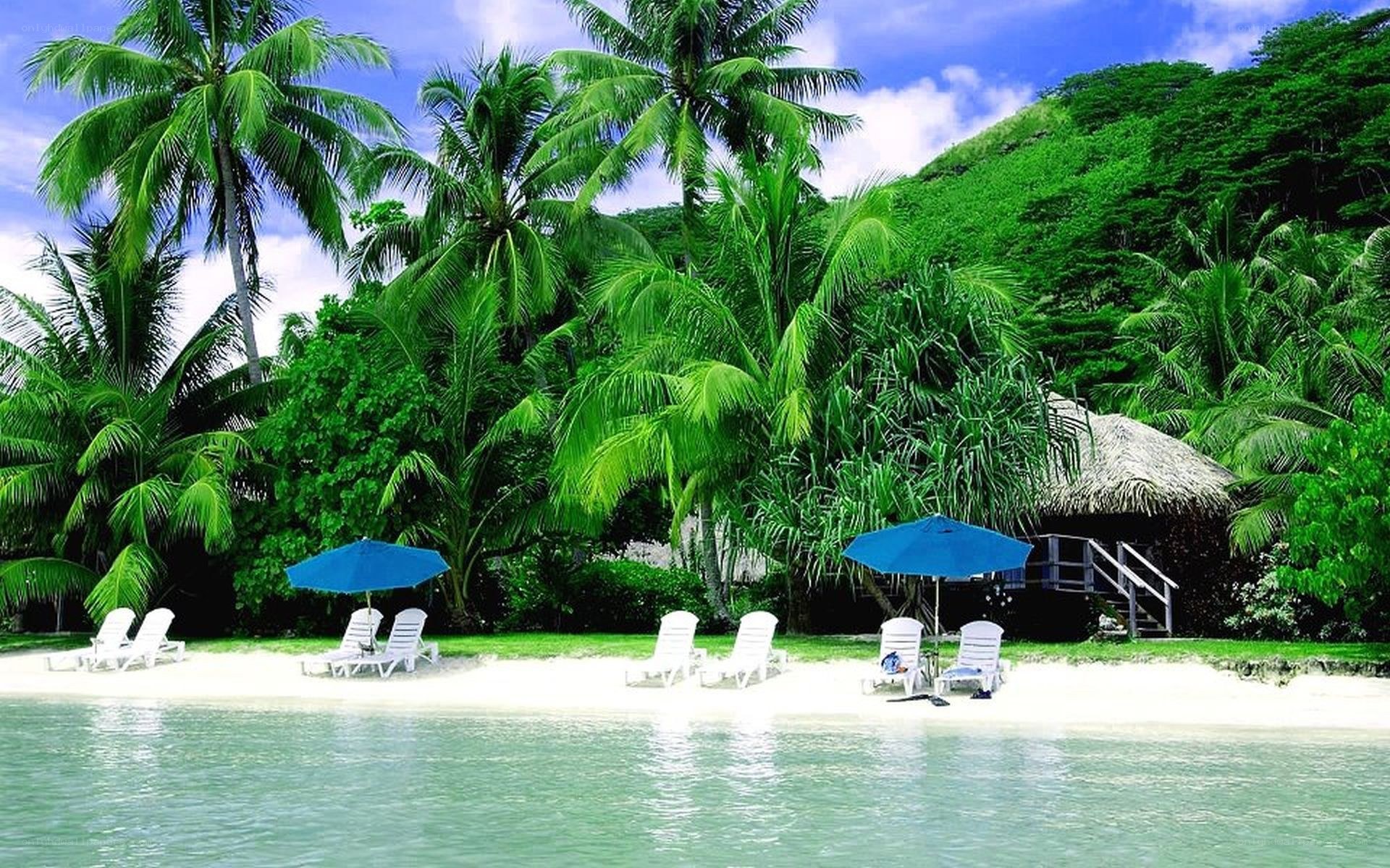 tropical beach with palm trees