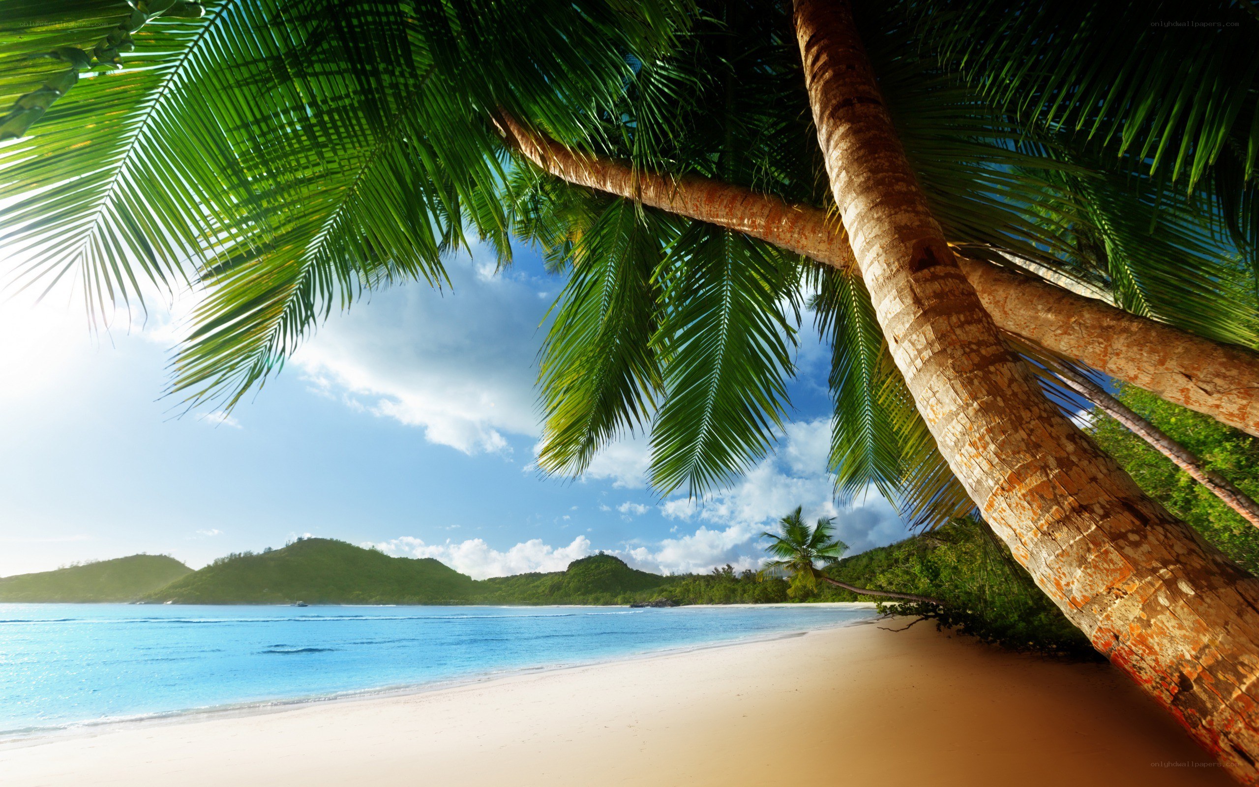 tropical beach with palm trees