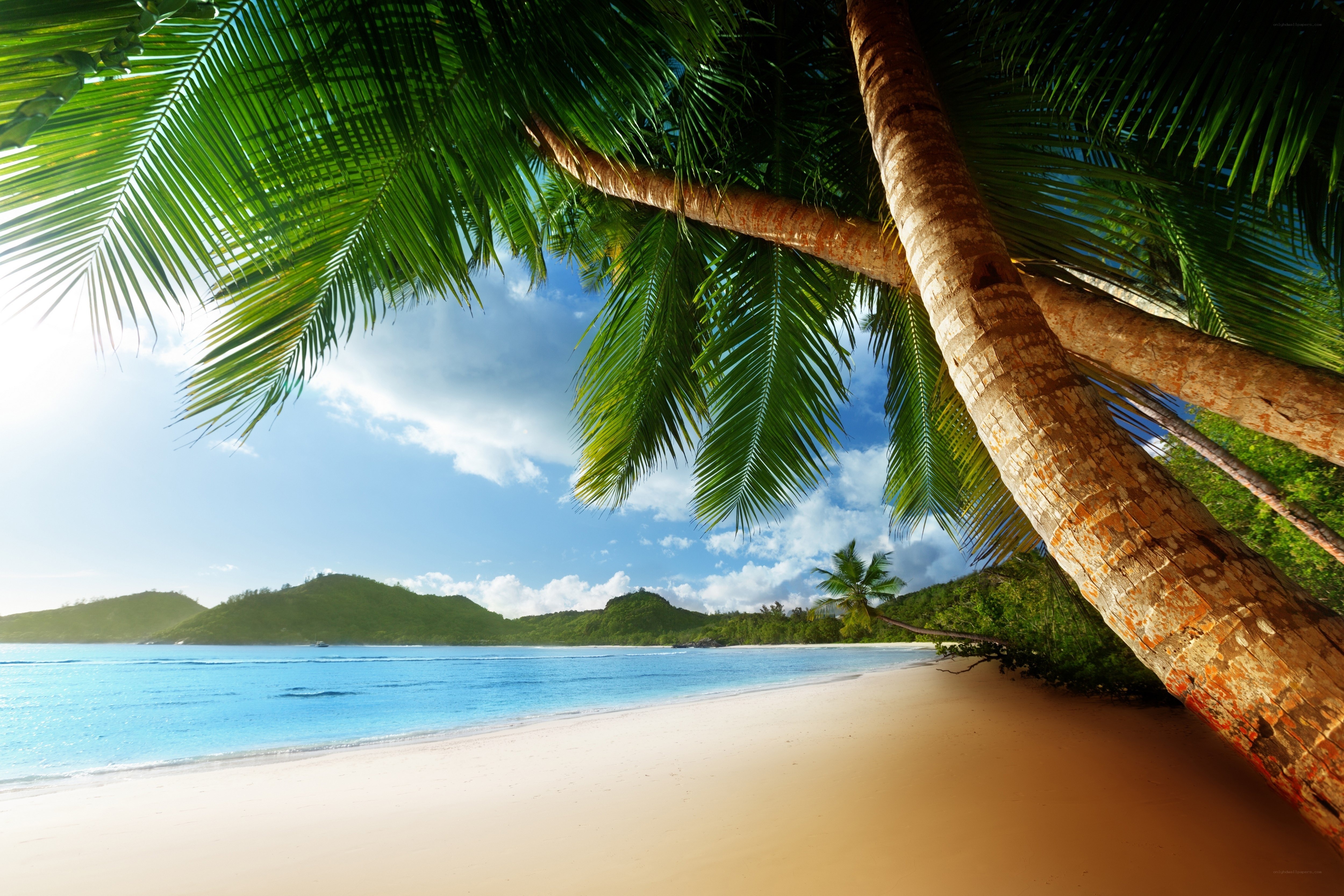 Tropical beach with palm trees