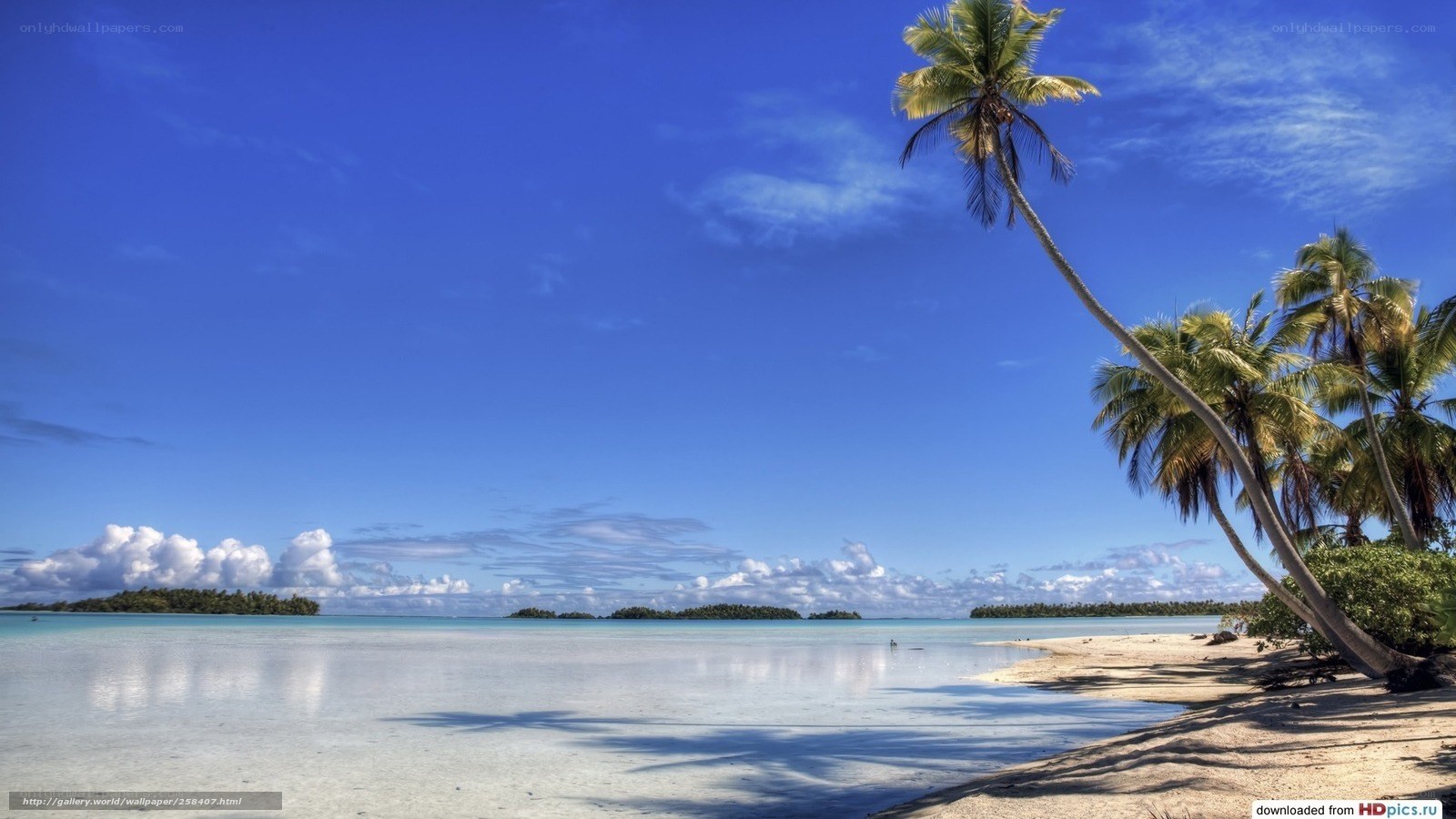 tropical beach with palm trees