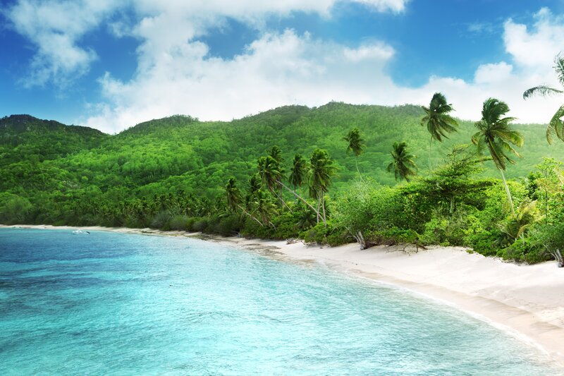 tropical beach with palm trees