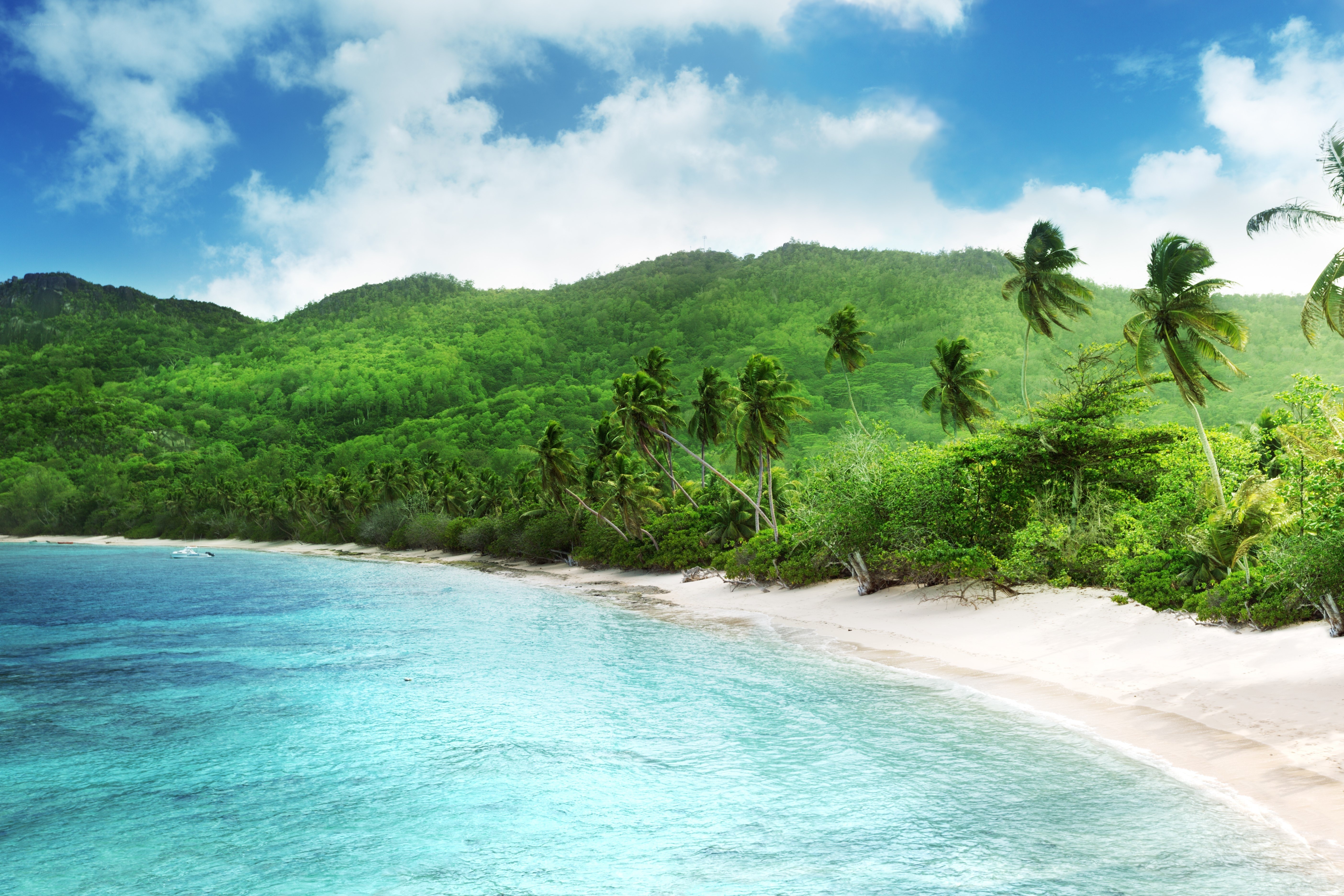 tropical beach with palm trees