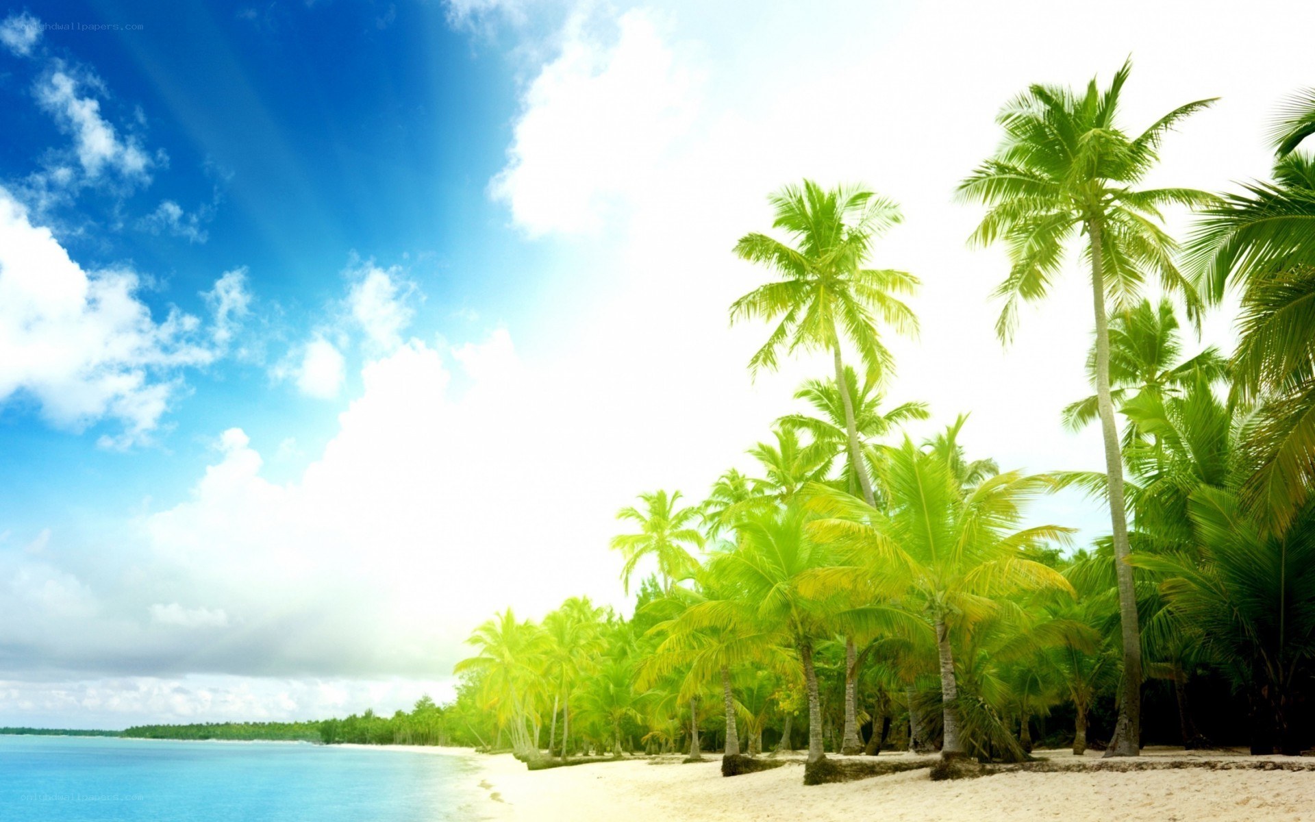 tropical beach with palm trees