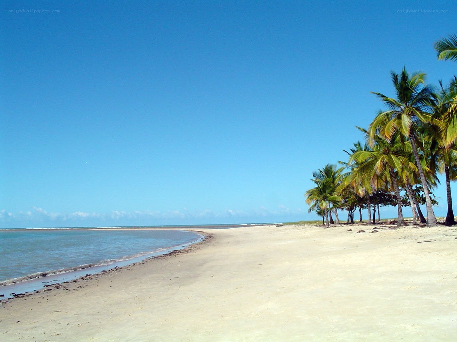 tropical beach with palm trees