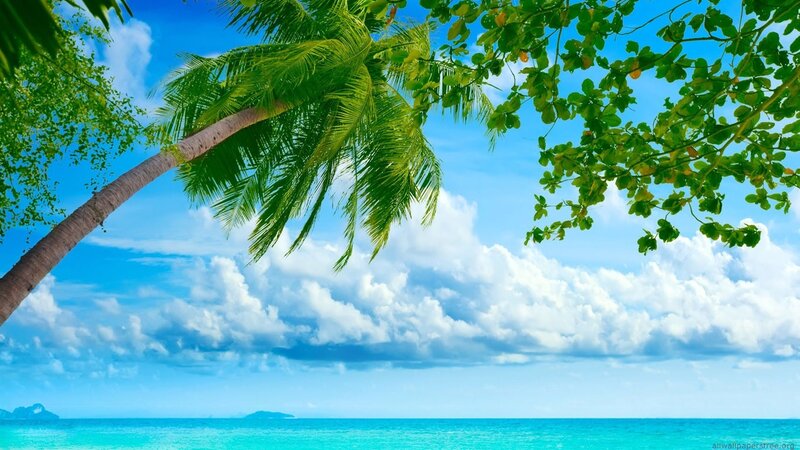 Tropical beach with palm trees