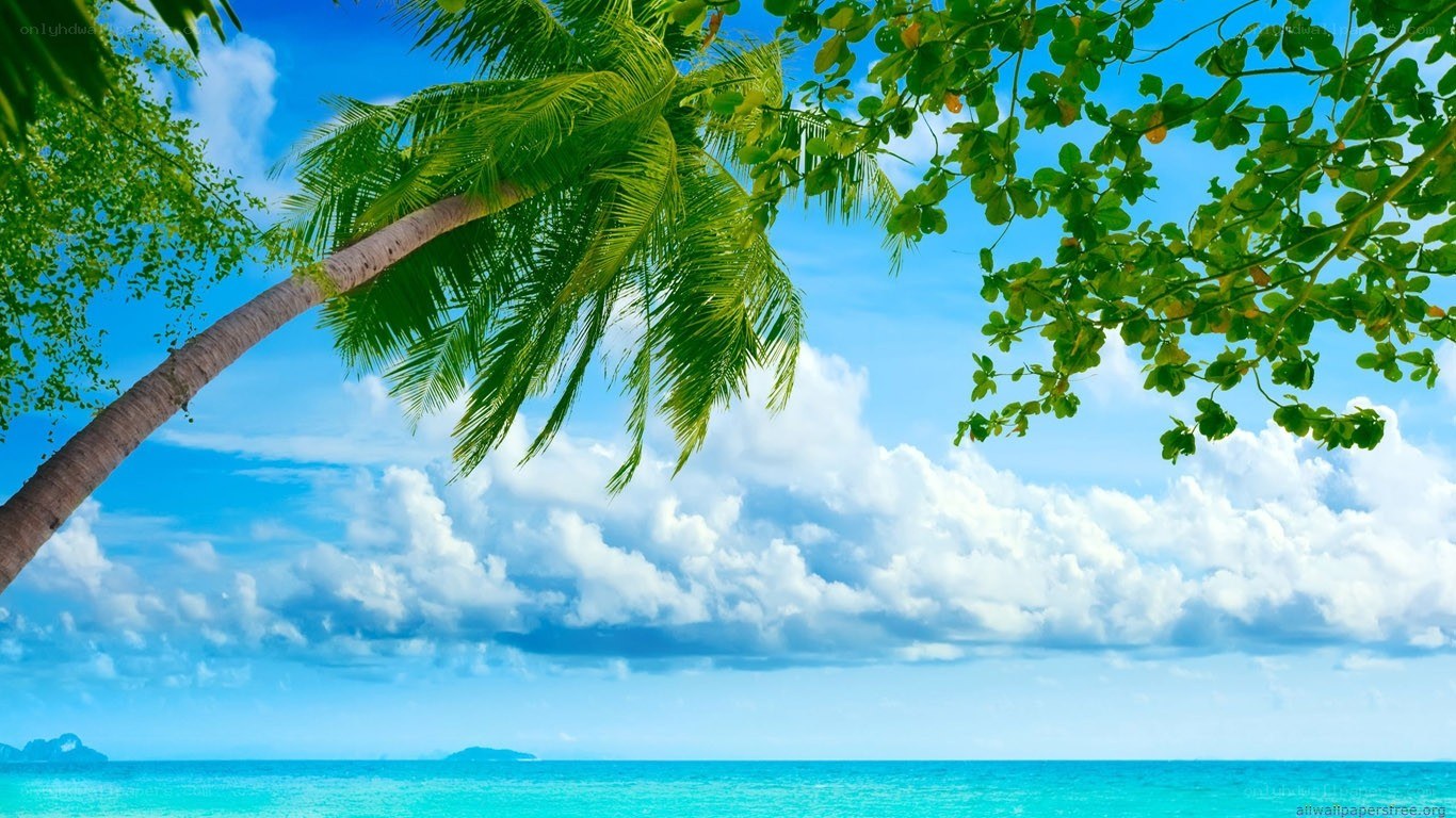Tropical beach with palm trees