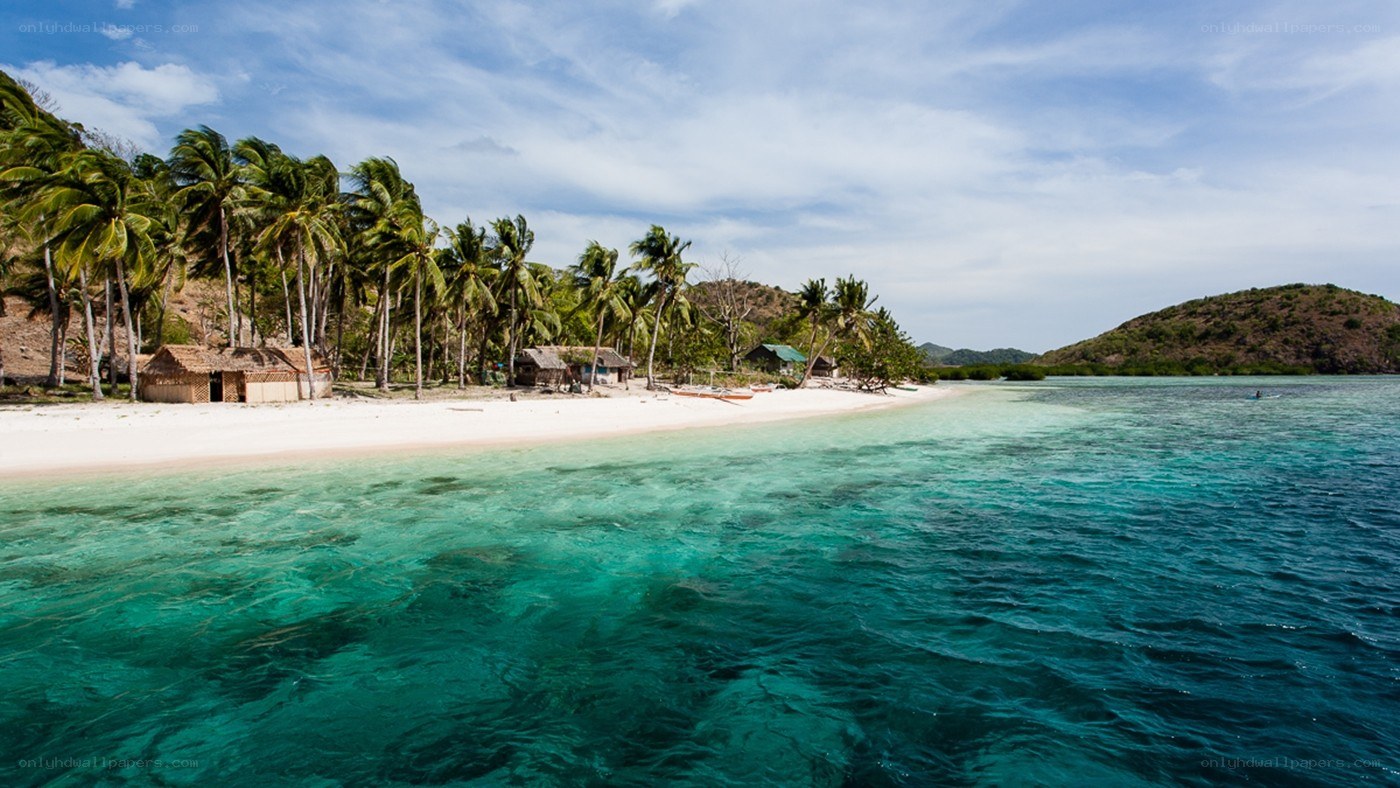 tropical beach with palm trees