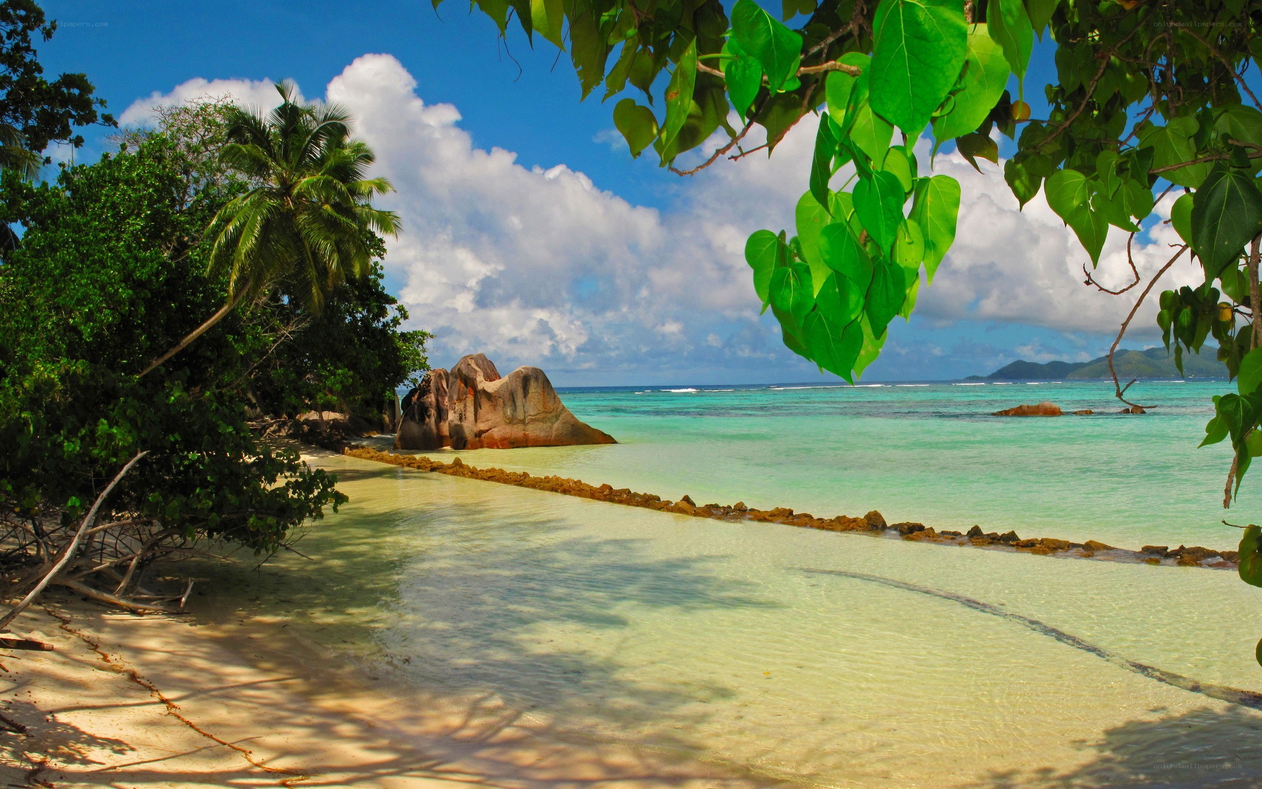 tropical beach with palm trees