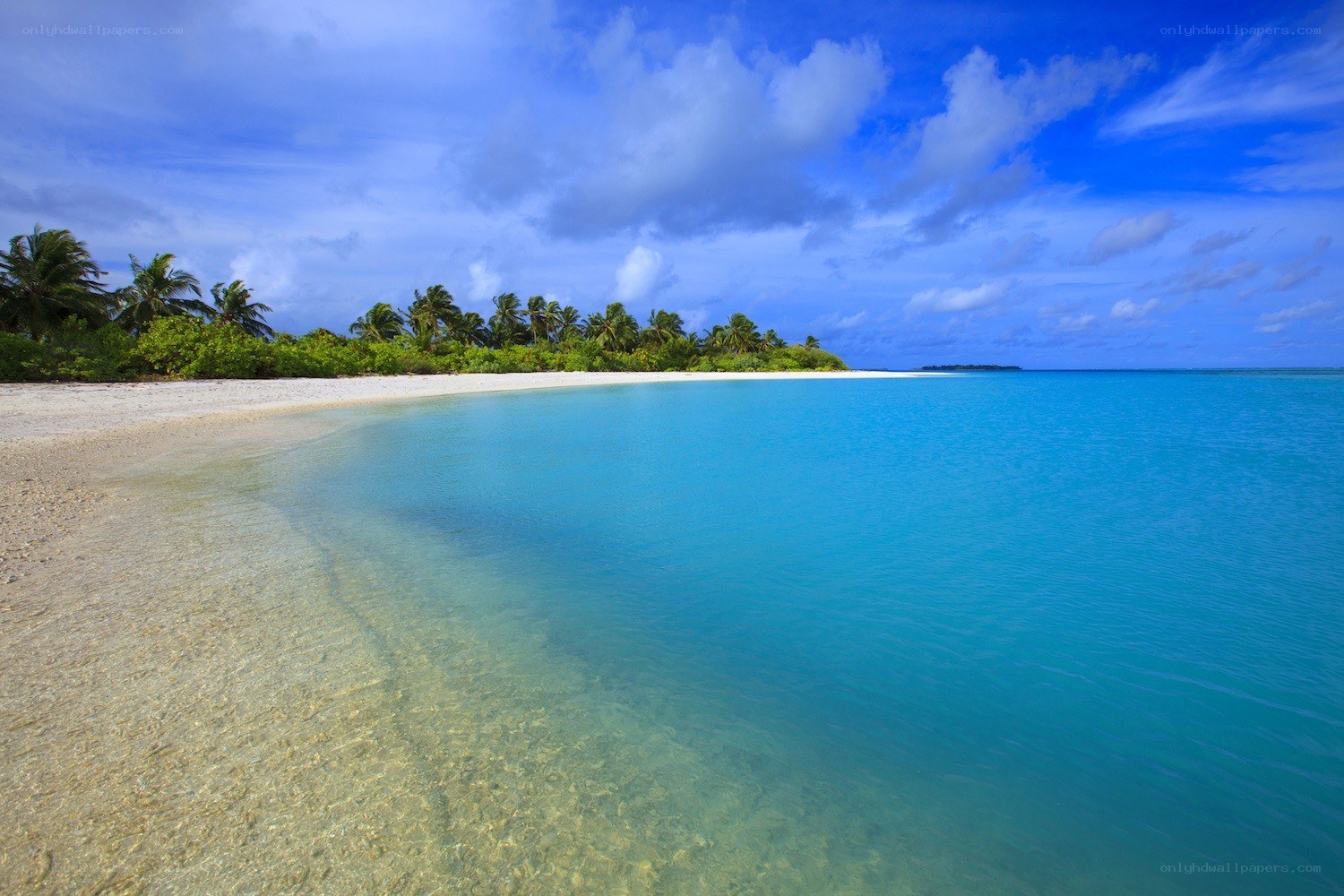 tropical beach with palm trees