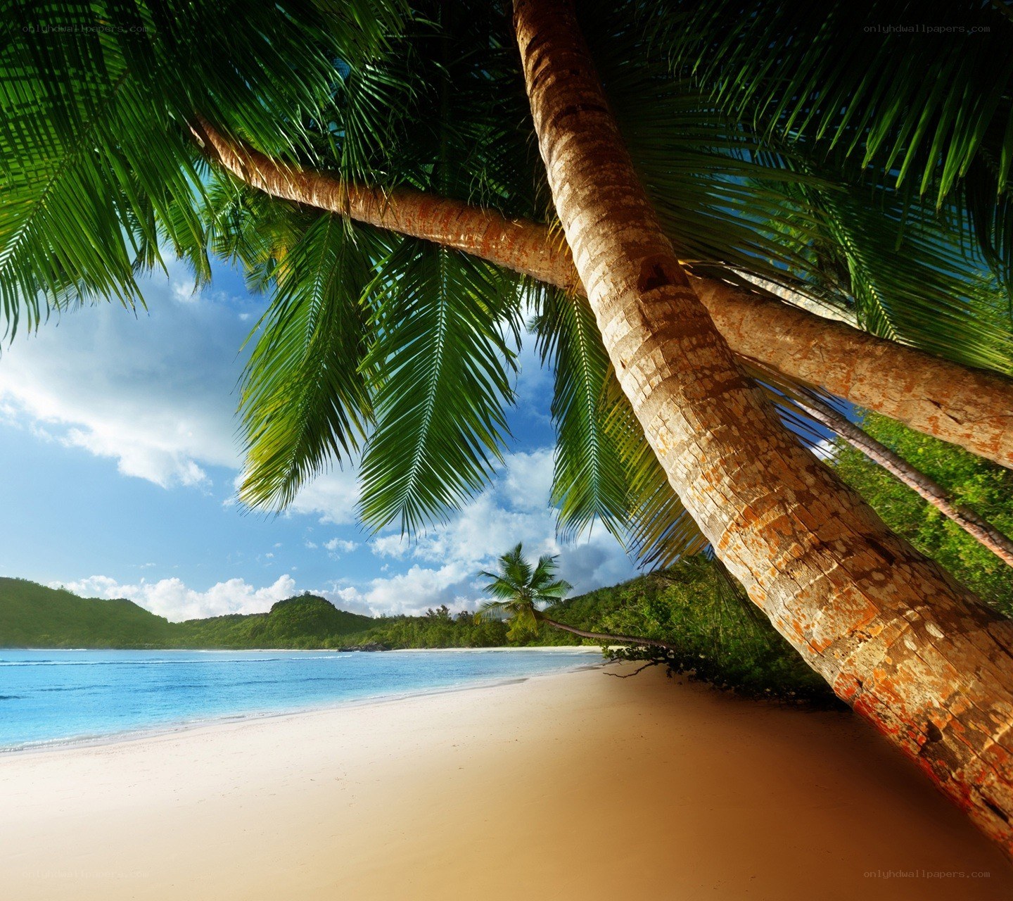 Tropical beach with palm trees