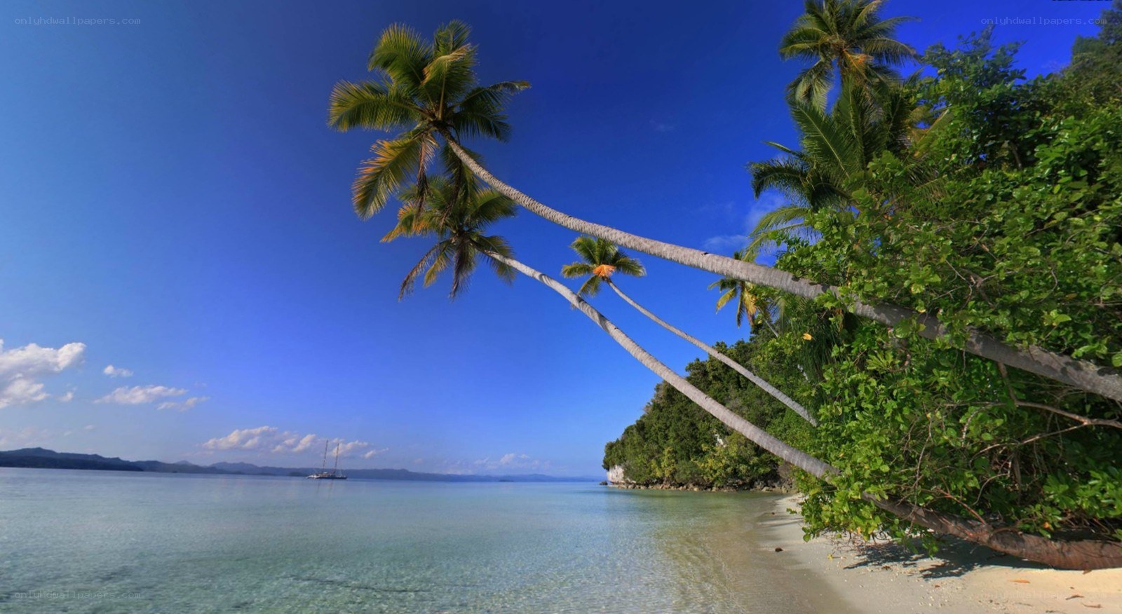 tropical beach with palm trees