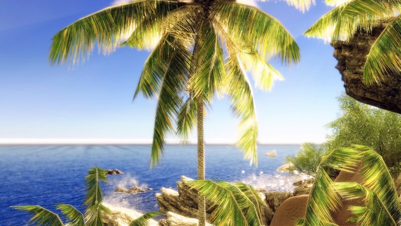 tropical beach with palm trees