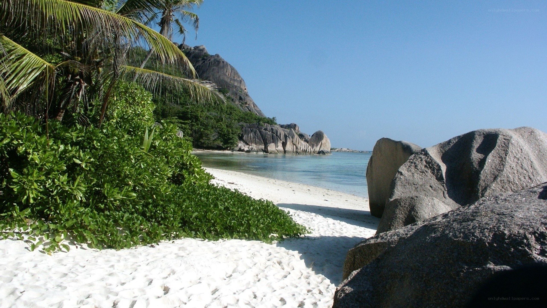 tropical beach with palm trees
