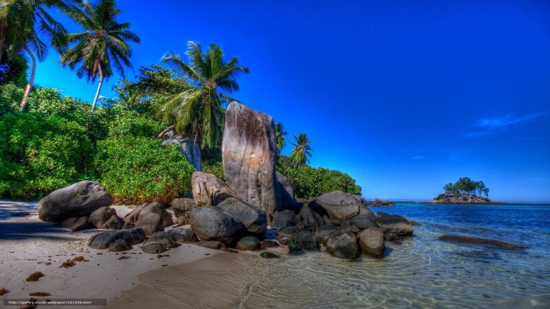 tropical beach with palm trees