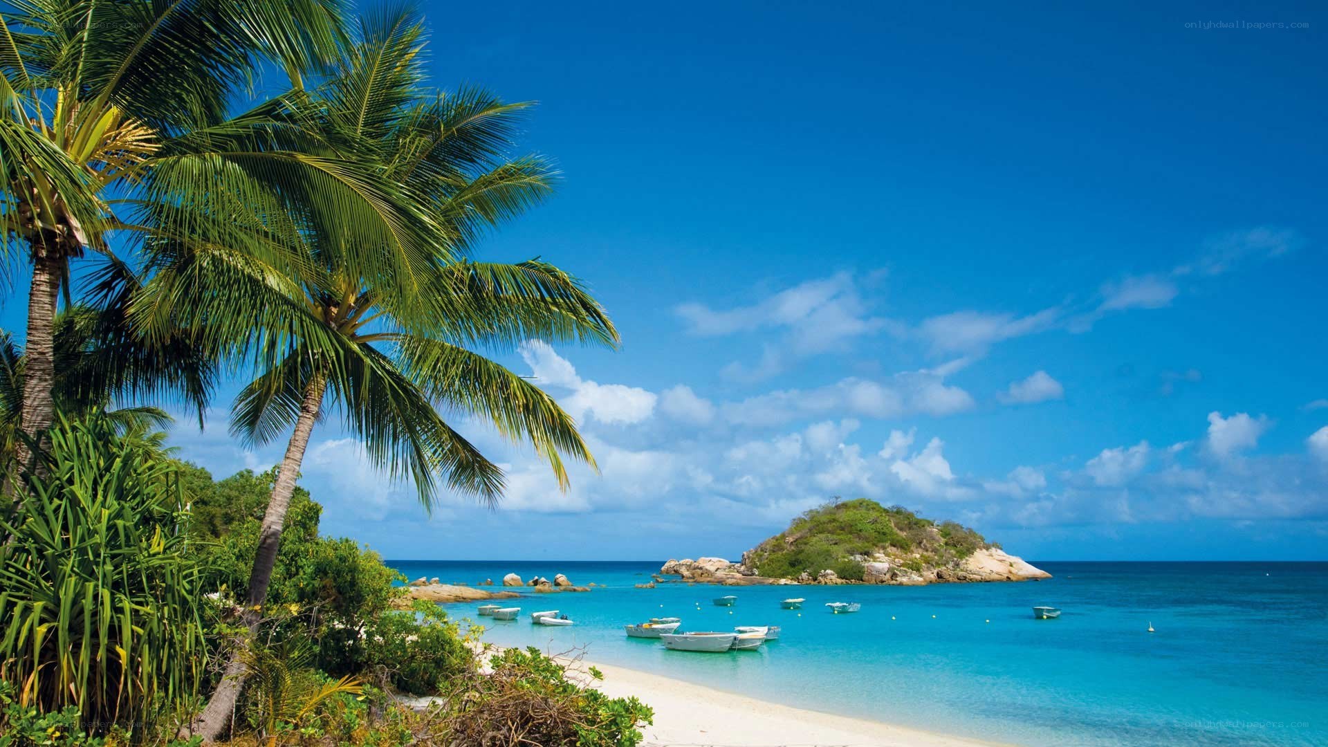 tropical beach with palm trees