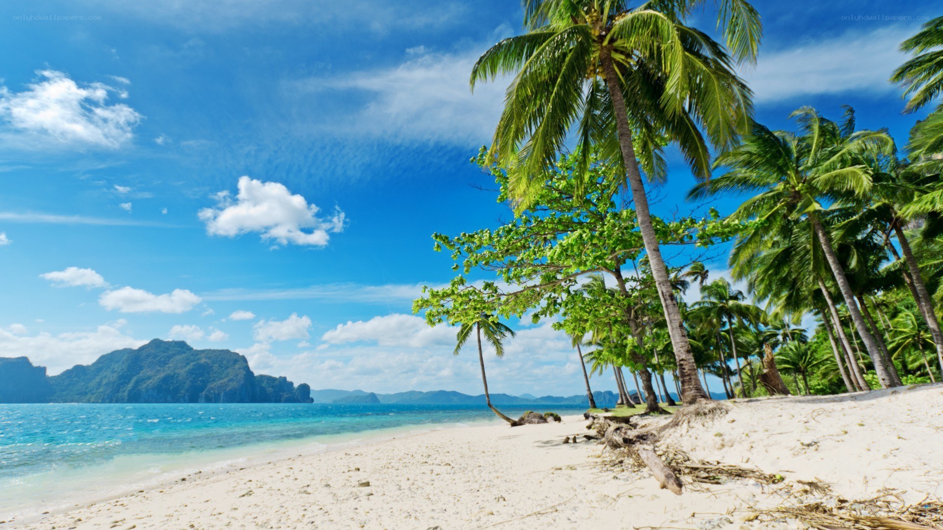 tropical beach with palm trees