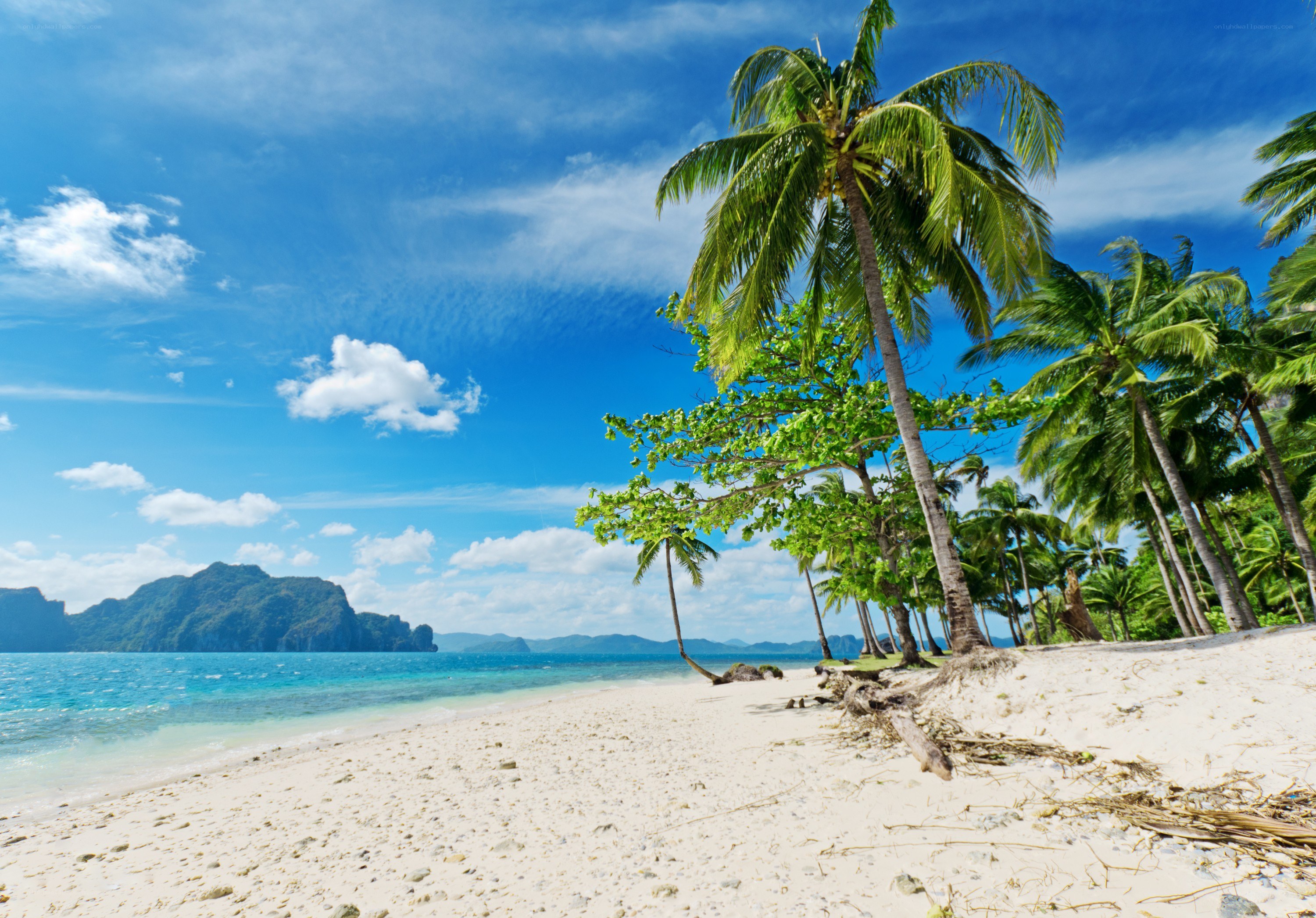 tropical beach with palm trees
