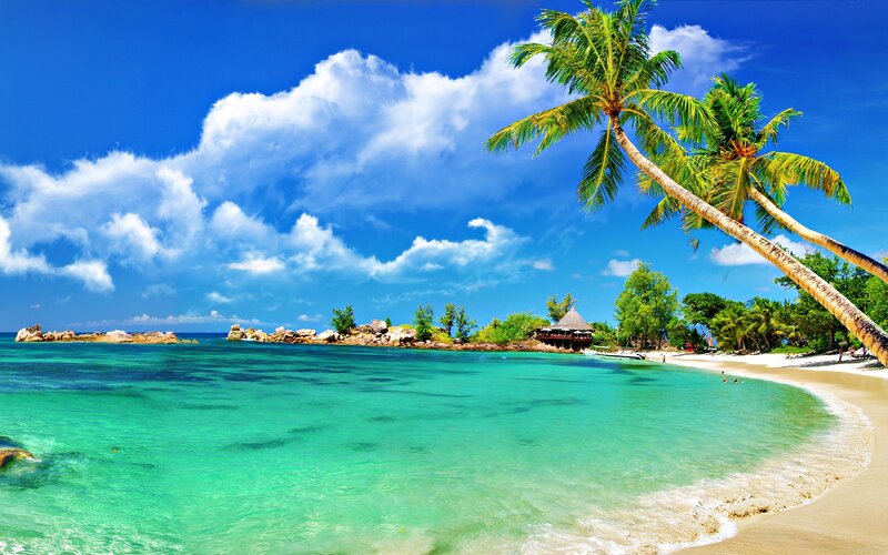 Tropical beach with palm trees