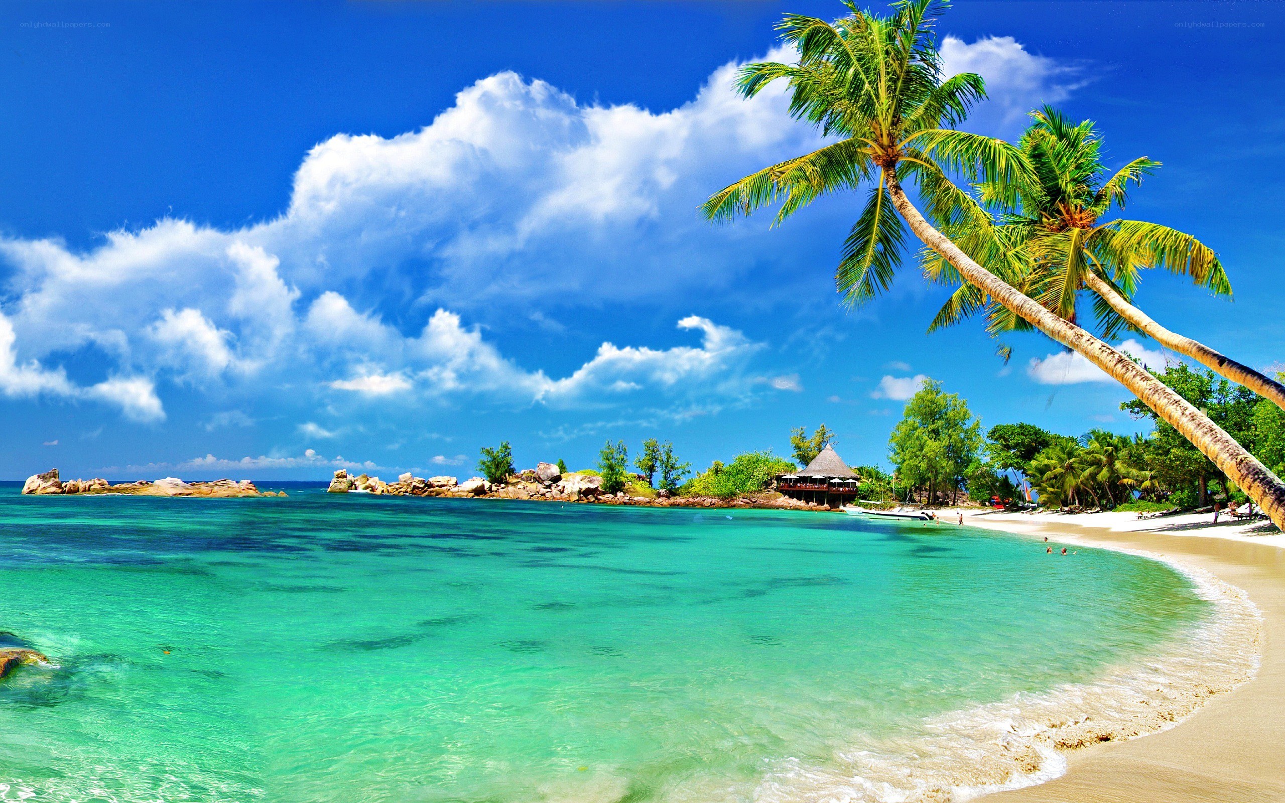Tropical beach with palm trees