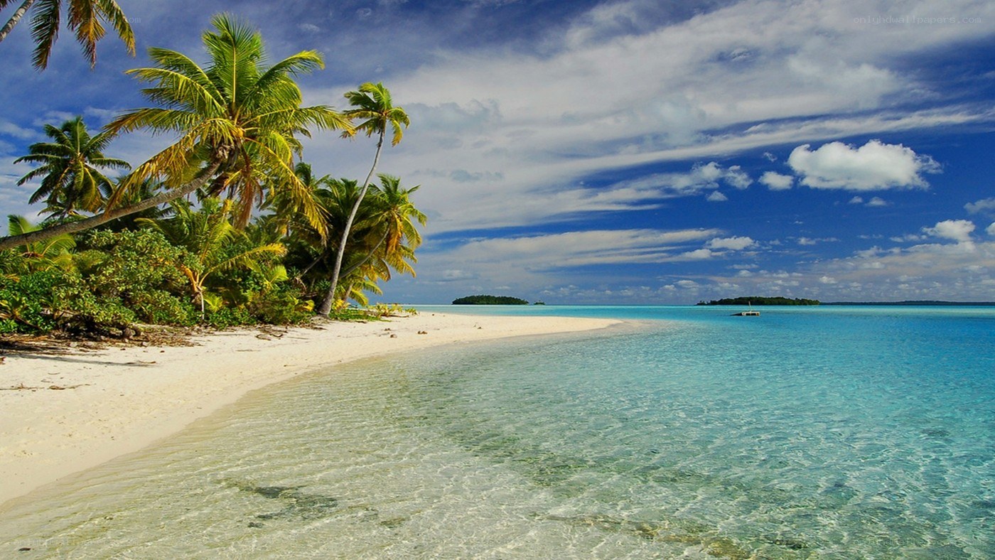 tropical beach with palm trees