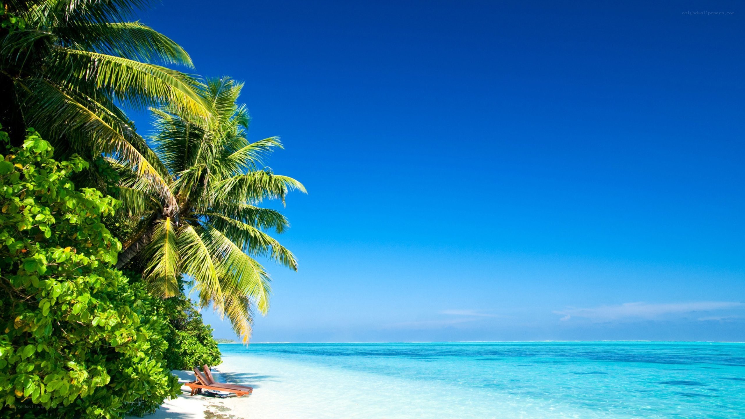tropical beach with palm trees