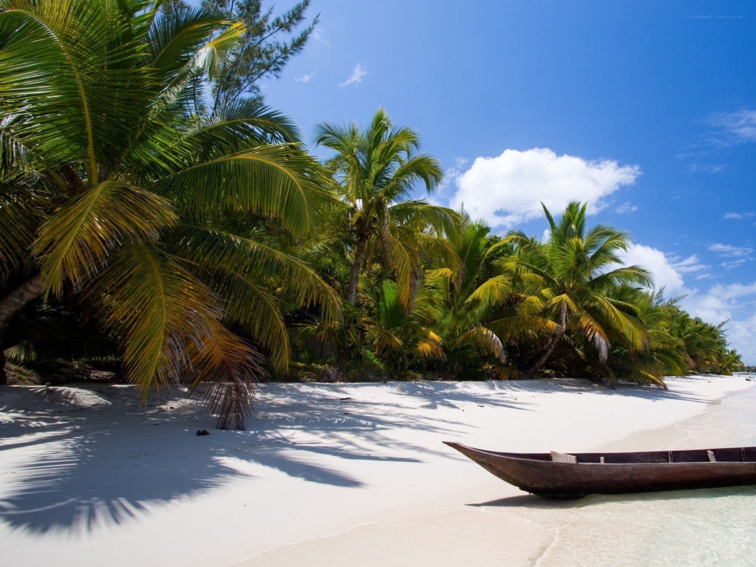 tropical beach with palm trees