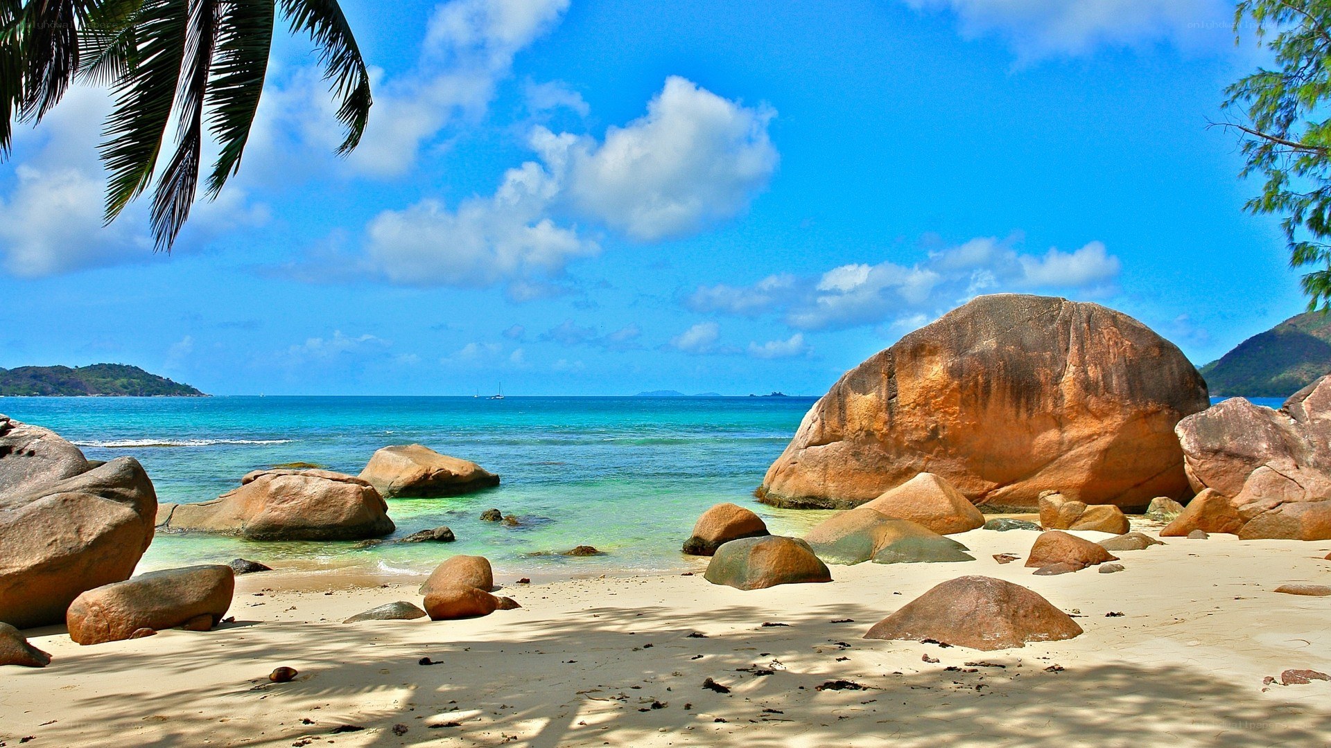 tropical beach with palm trees