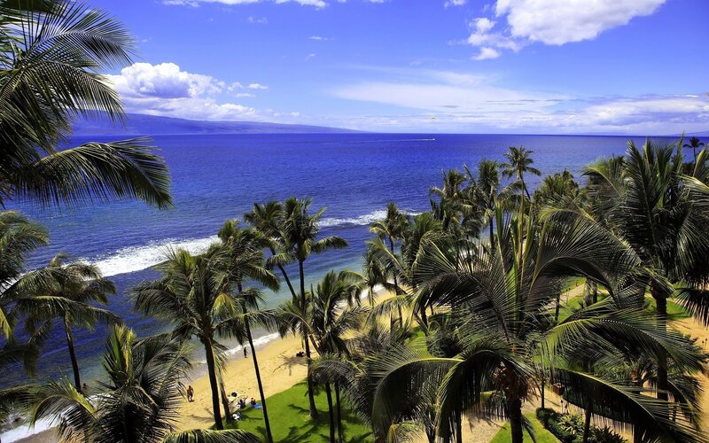 tropical beach with palm trees