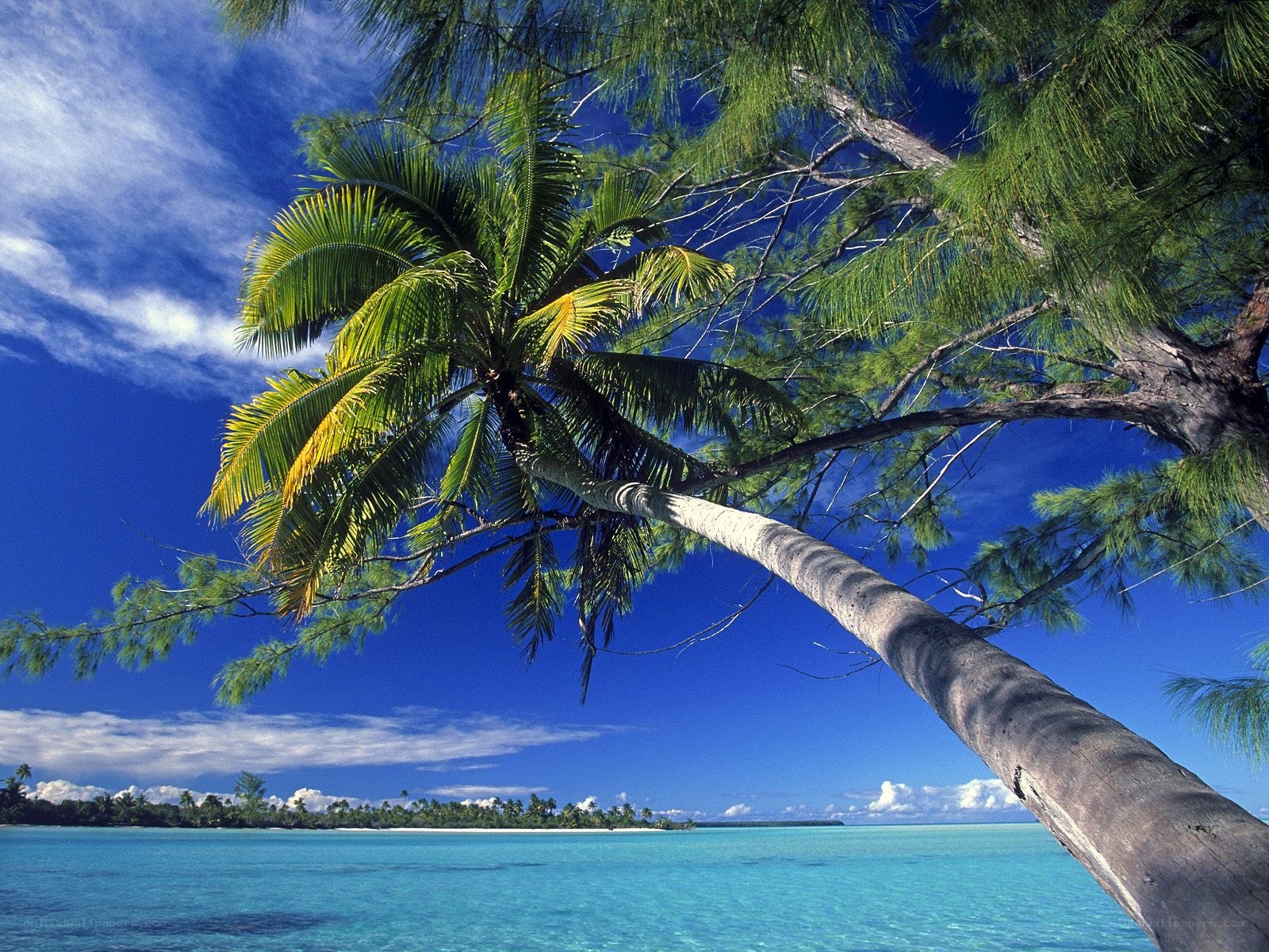 Tropical beach with palm trees