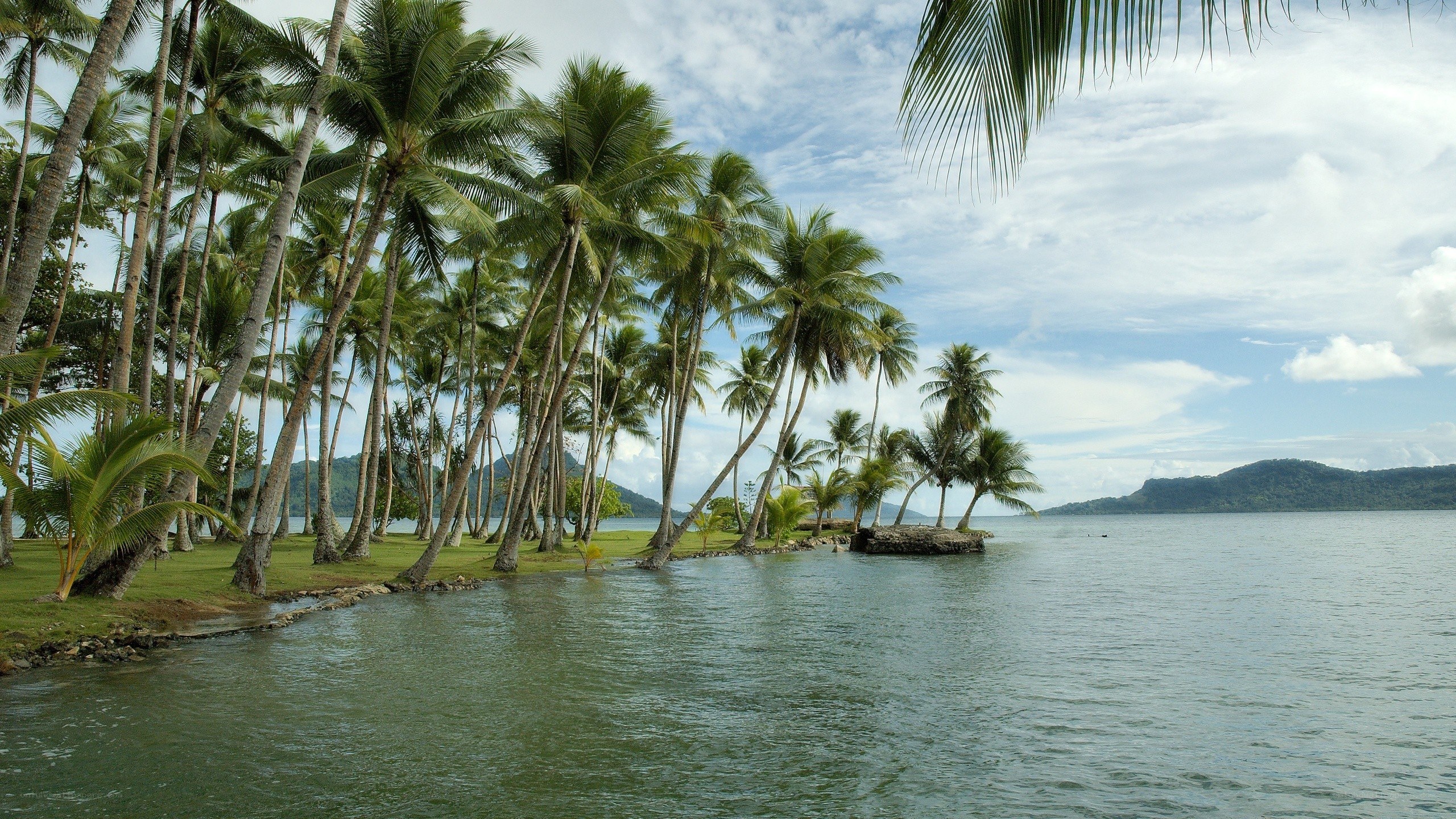 tropical beach with palm trees