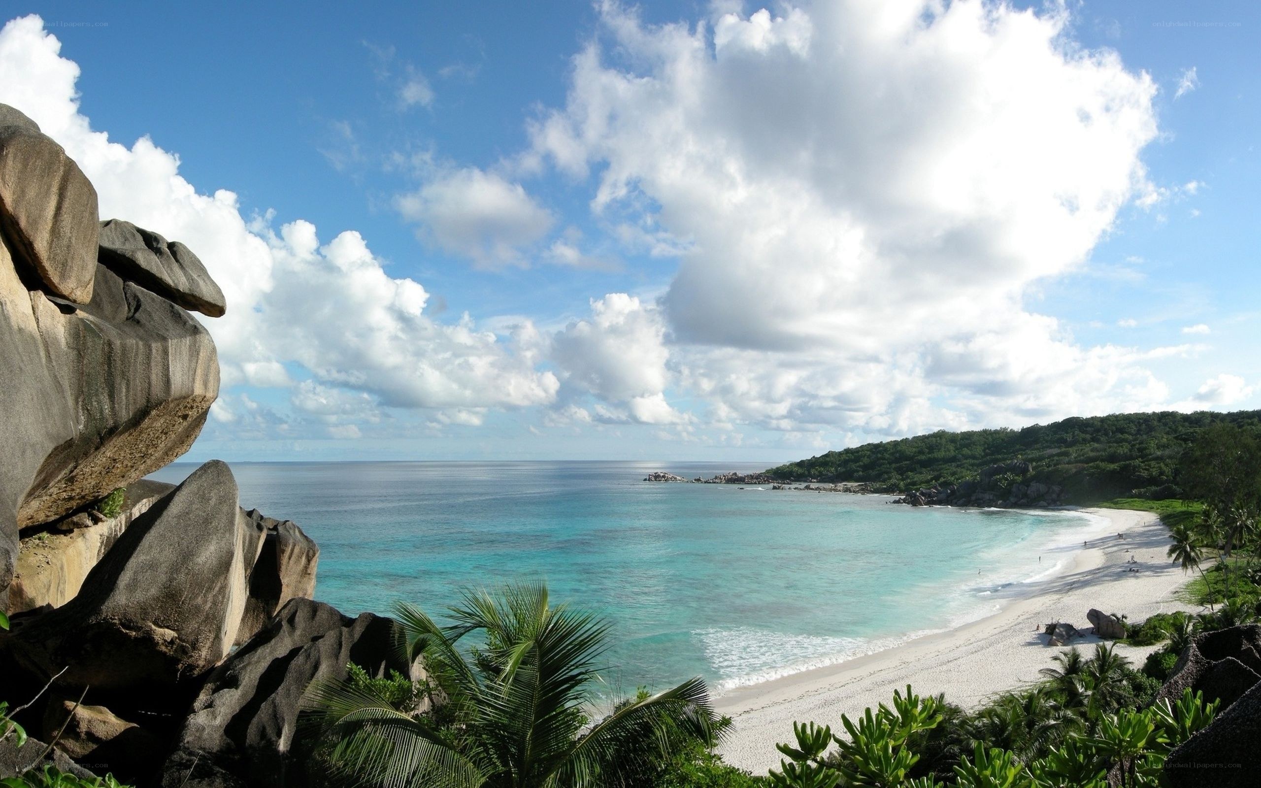 tropical beach with palm trees